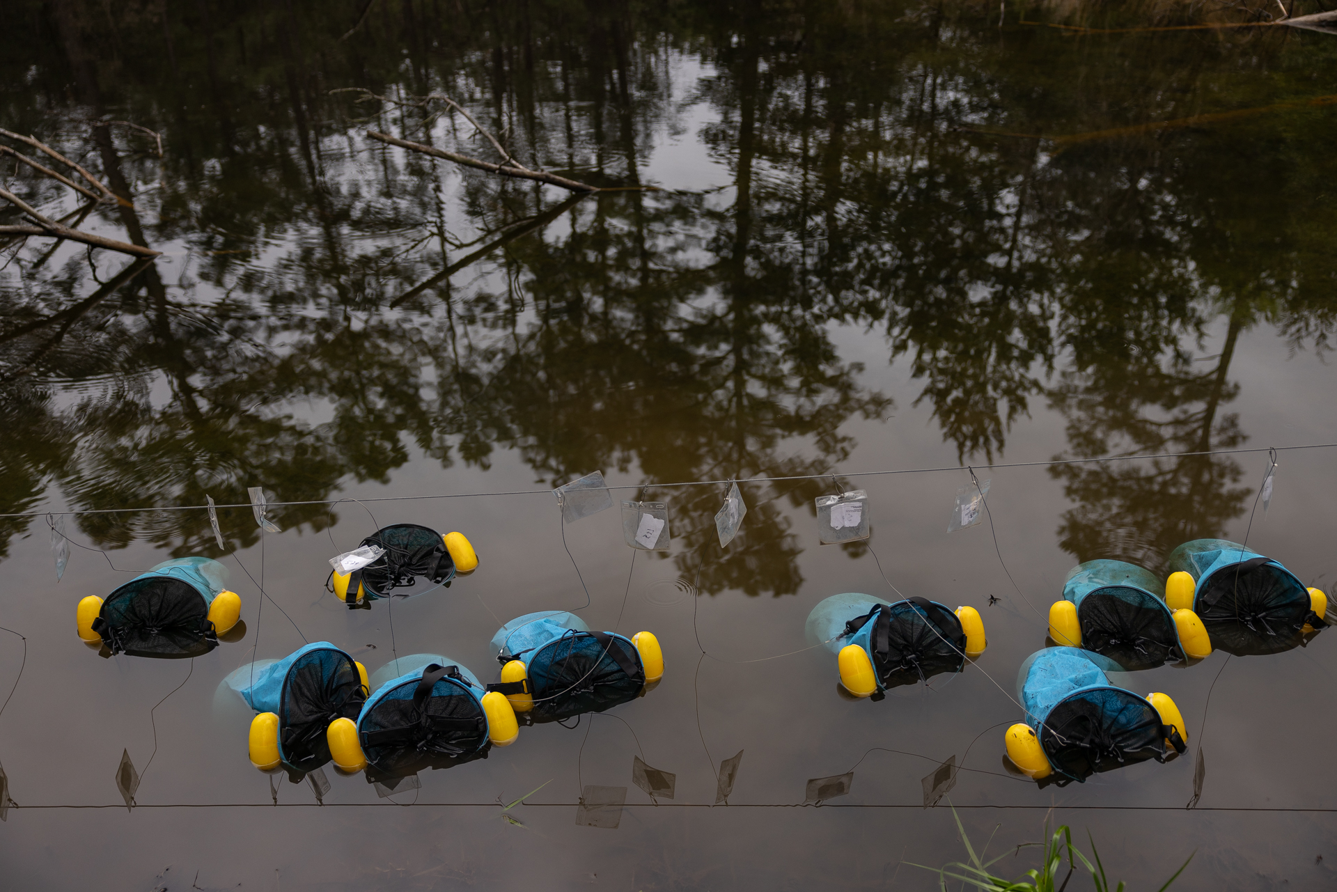 Inside the audacious mission to bring a rare toad back from the brink