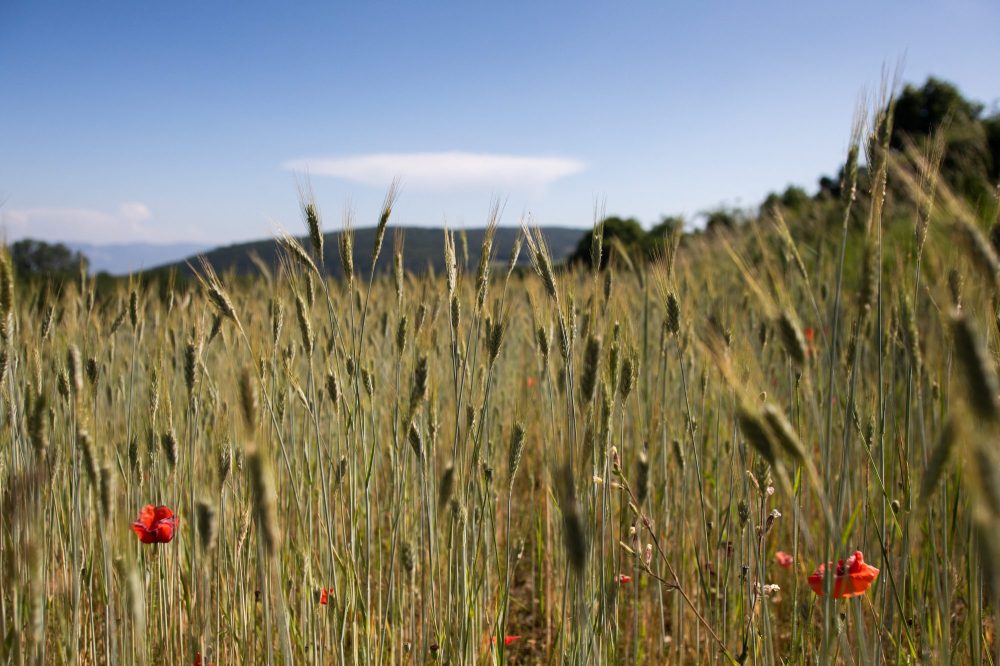 What Is Heritage Sourcing and Why Is It Becoming a Major Food Trend in 2026?