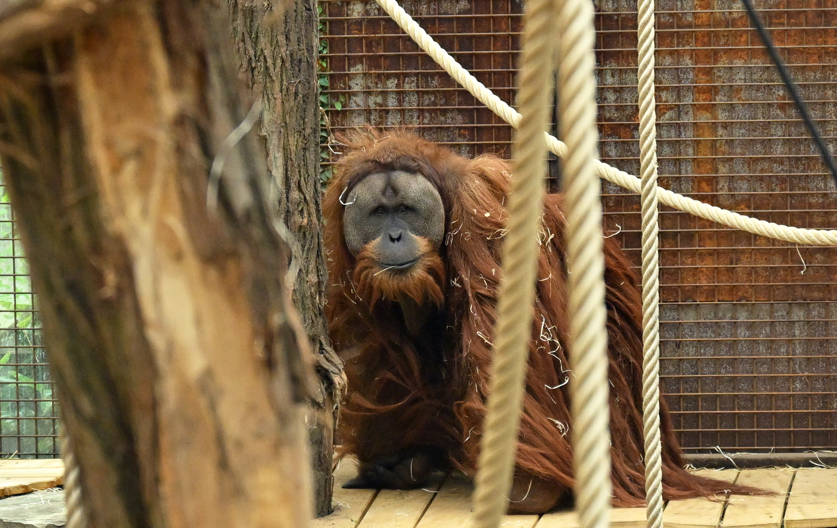 We’re discovering new species faster than ever — and it might be our best chance to save them