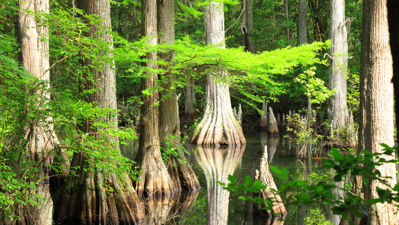 Hidden In Virginia Beach Is The State's Most Visited Park Full Of Beaches, Swamps, Lagoons, And Unique Trails