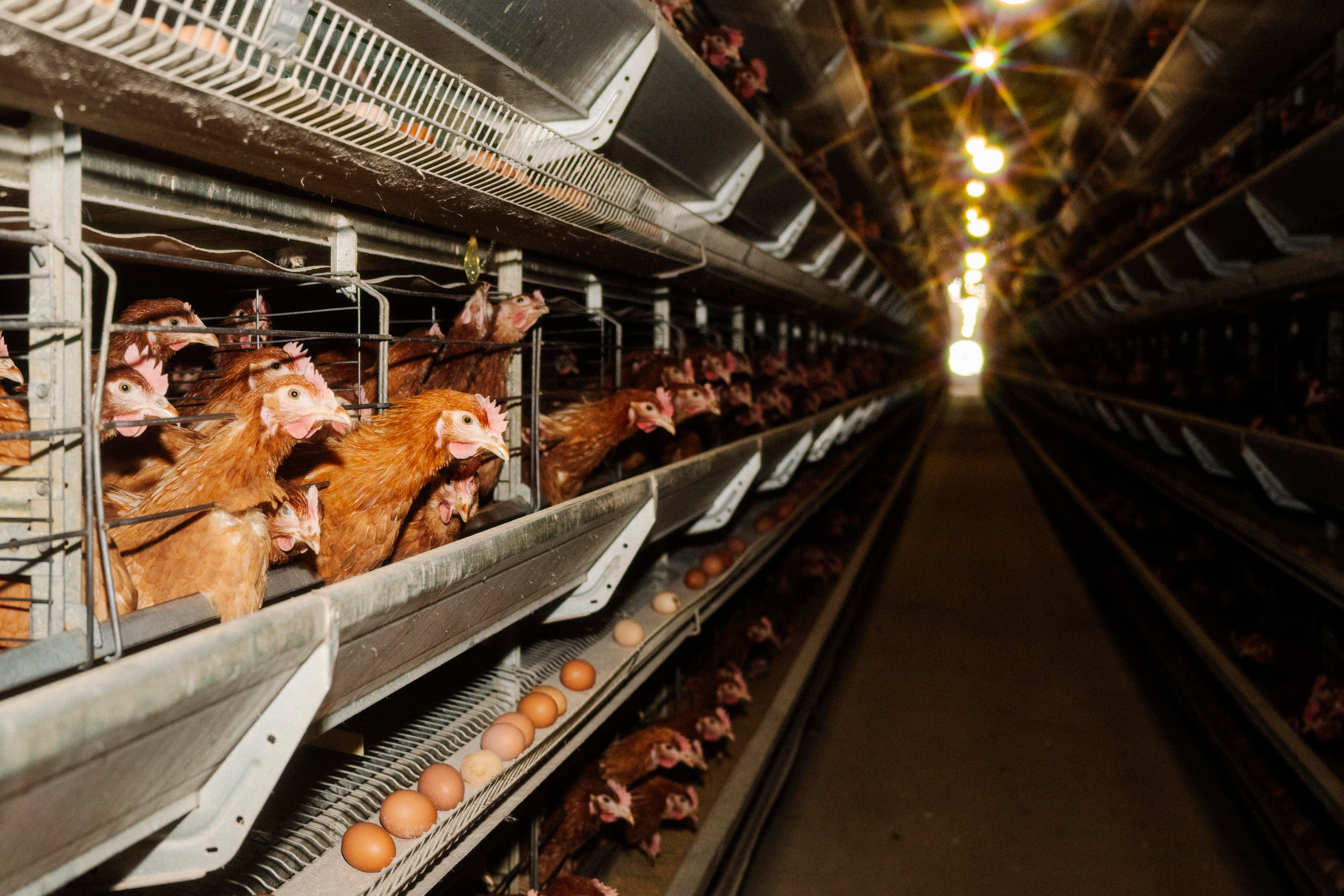 Cage-free eggs are worse for the climate. Does it matter?