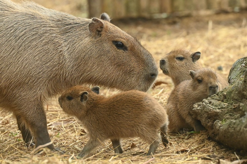 Cape May Zoo Welcomes 2 New Capybara Pups Born in April