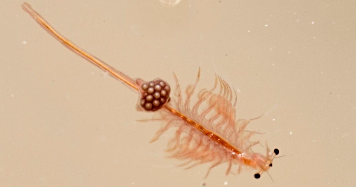 What Are Sea Monkeys? Say Hello To The World’s Second Easiest Pet