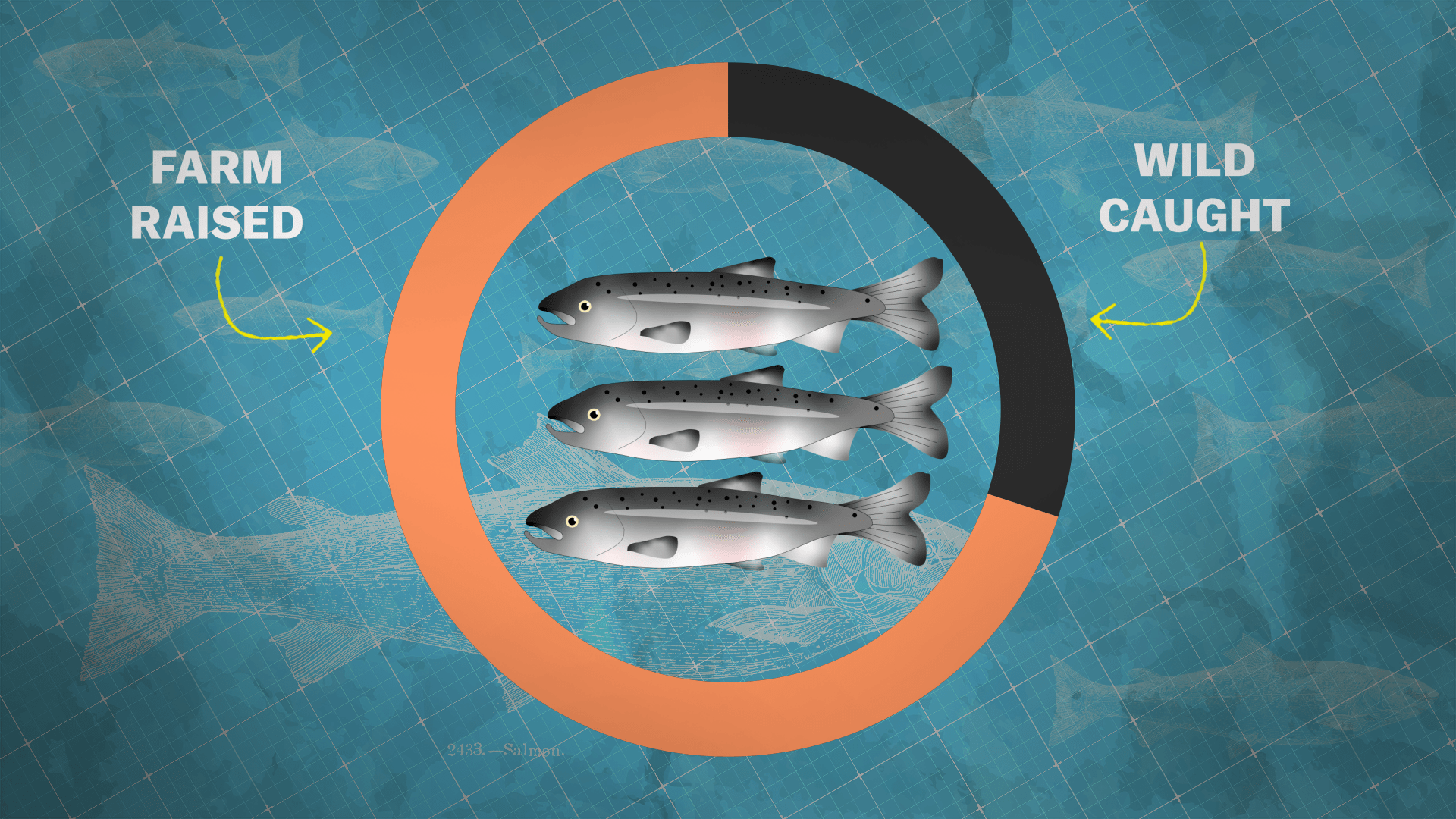 Should salmon farming be our future?