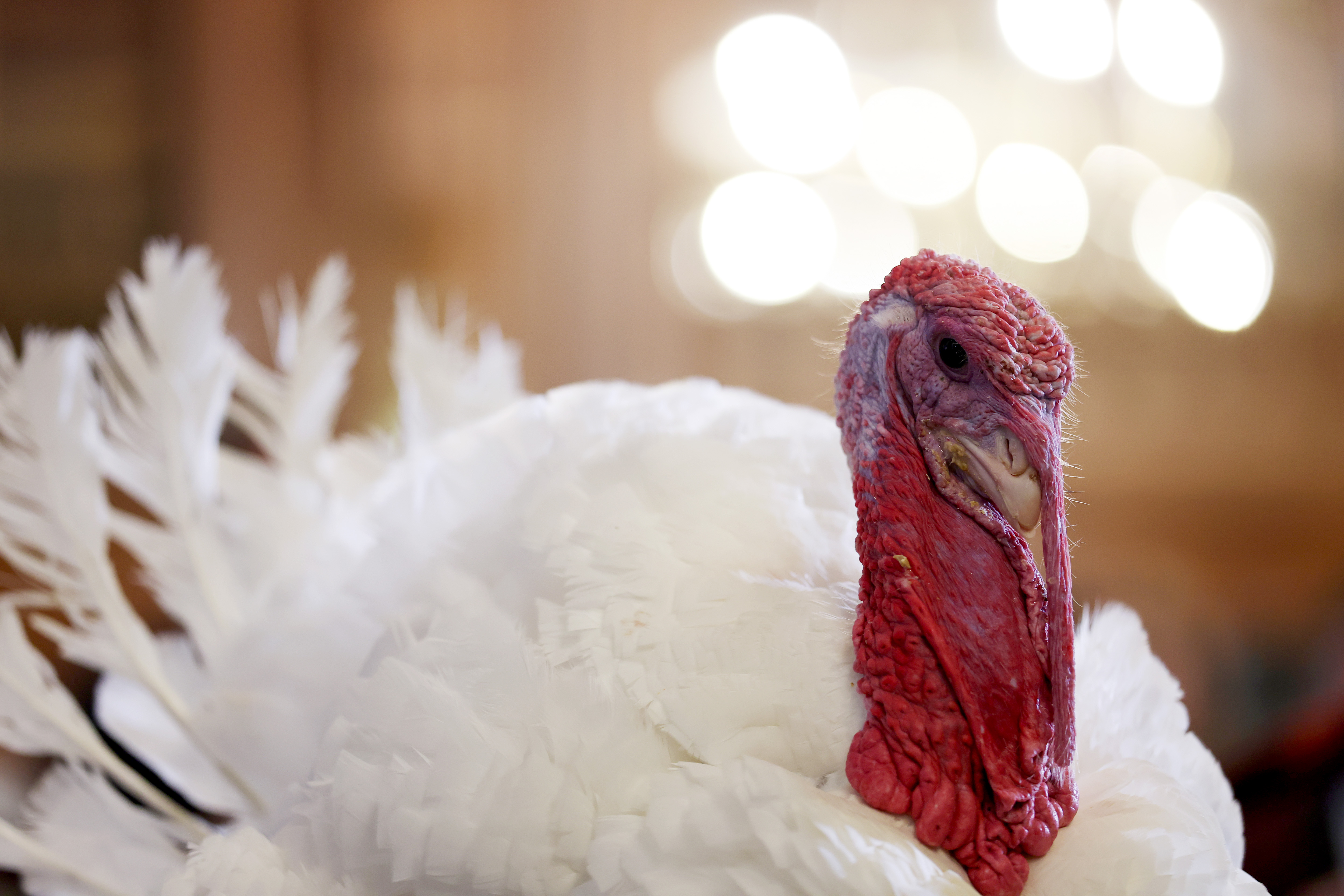 A defense of Thanksgiving turkey