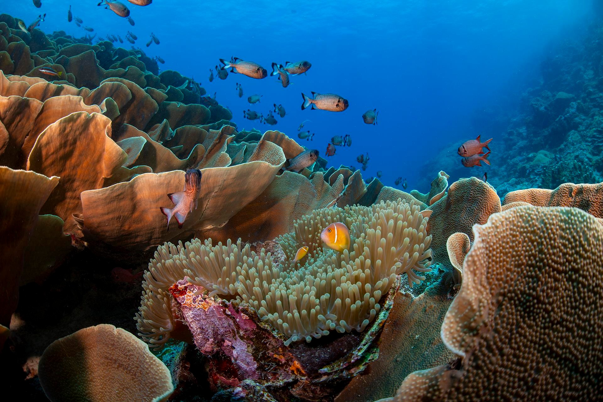 These scientists are super-charging evolution to save coral reefs