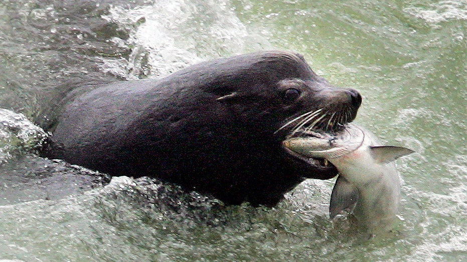 Apex predator threatening Northwest salmon sparks rare bipartisan push to 'kill more'