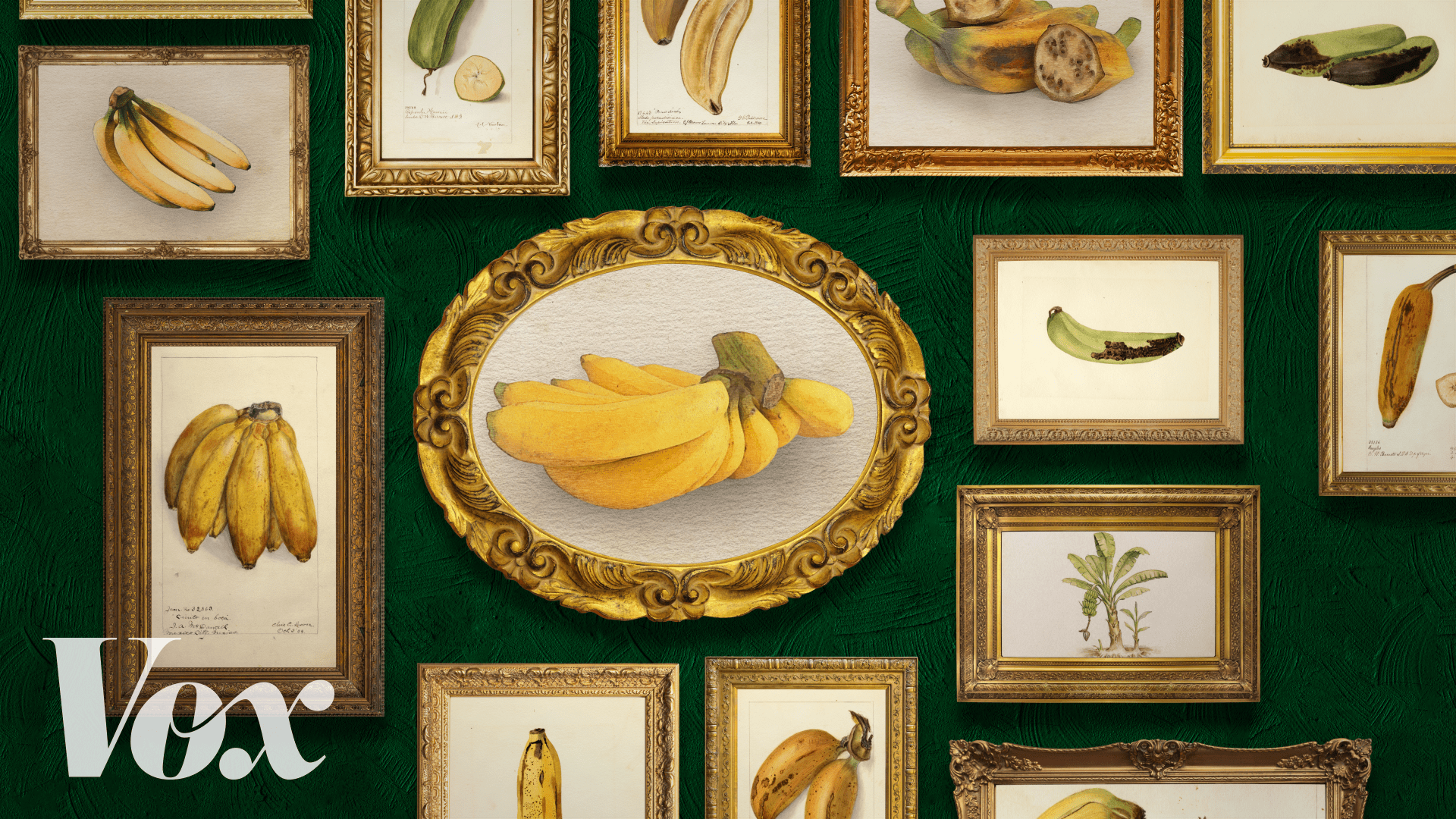 The most interesting fruit in the world could go extinct