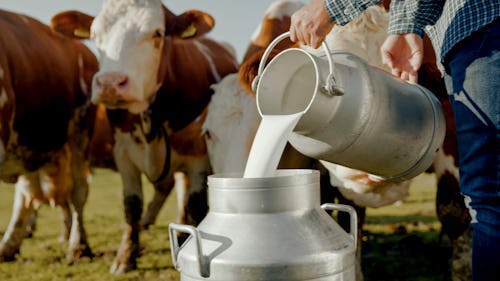 In Florida, Raw Milk Has Sickened 21 People, Here's What You Need To Know