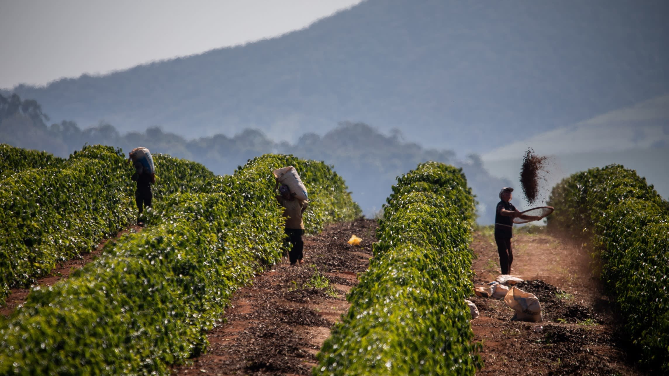 Coffee prices climb after Donald Trump threatens 50% tariffs on Brazil