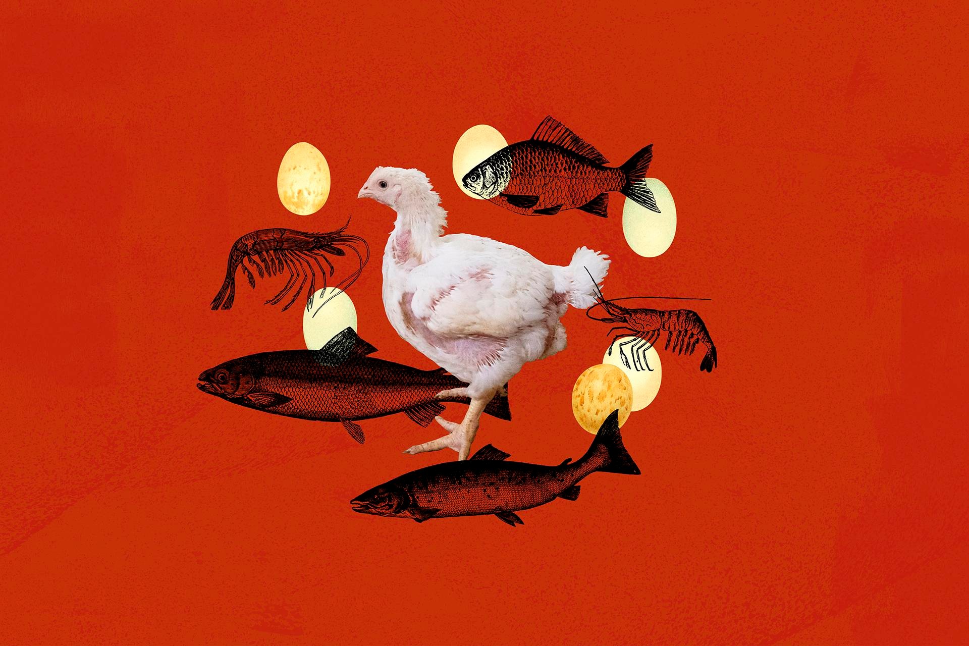 The one thing you can do to help a whole lot of animals, explained in 4 charts 