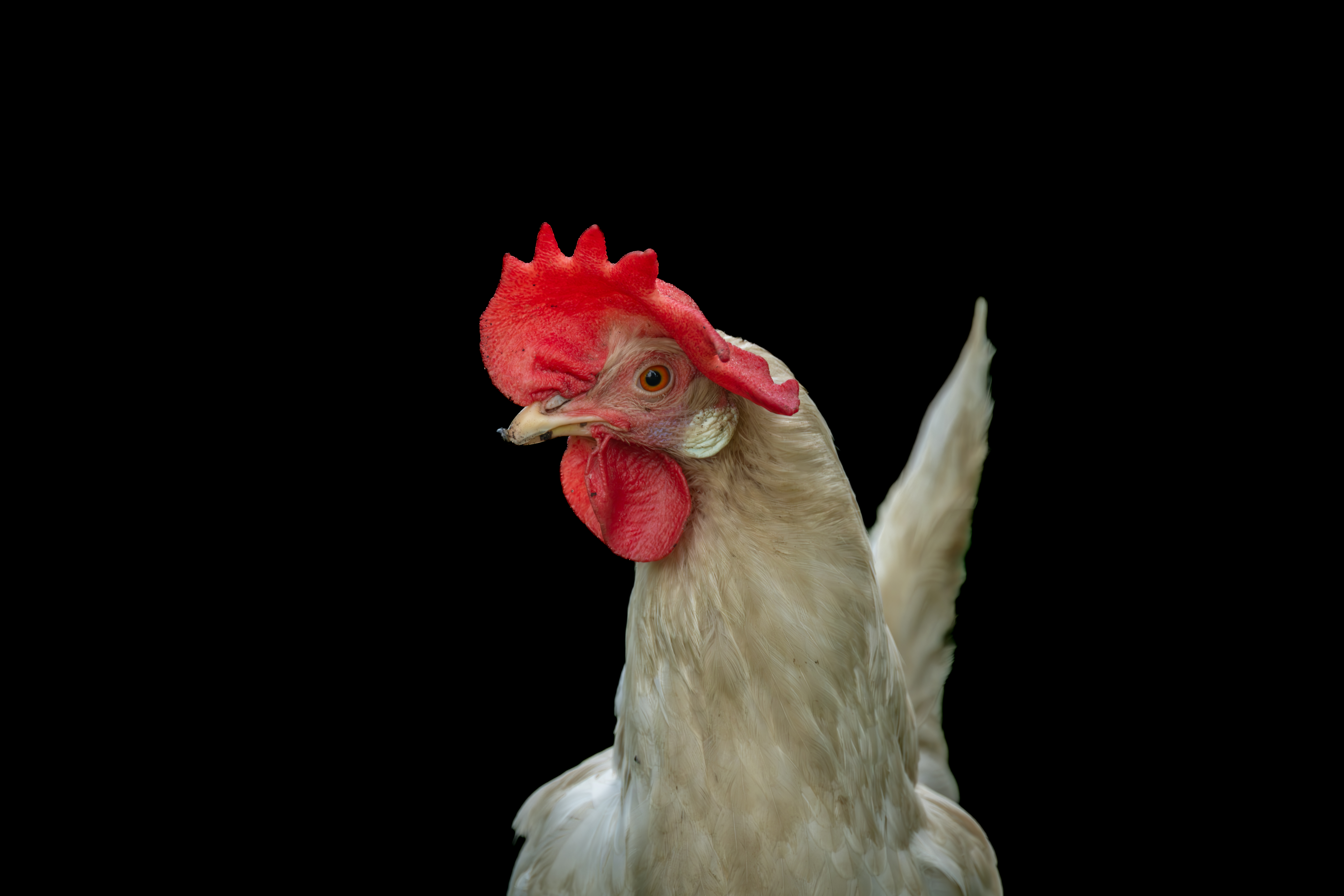 We may never get bird flu — or egg prices — under control