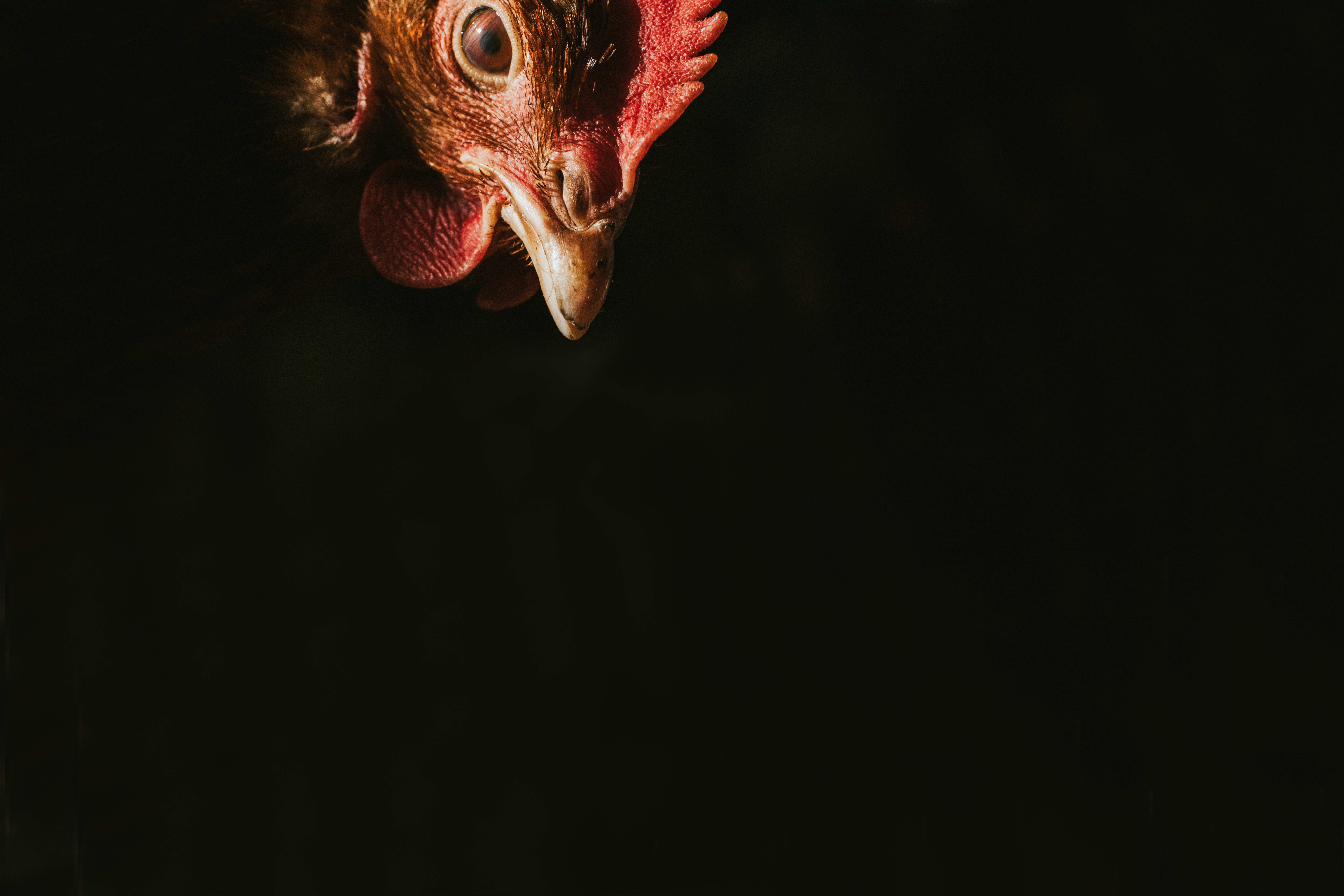 How to prevent one hour of animal suffering for just one penny