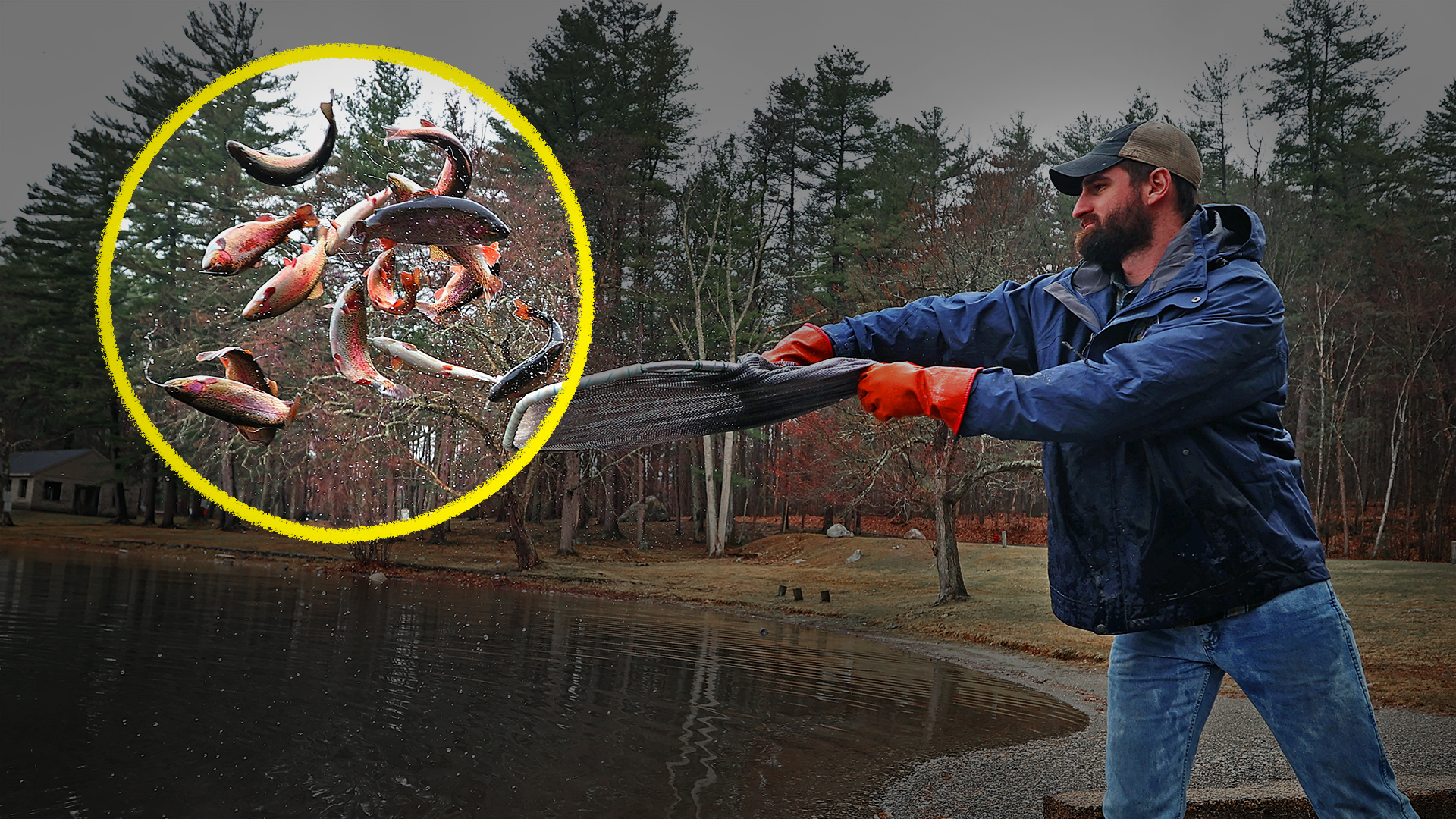 Why are states unleashing millions of these fish?