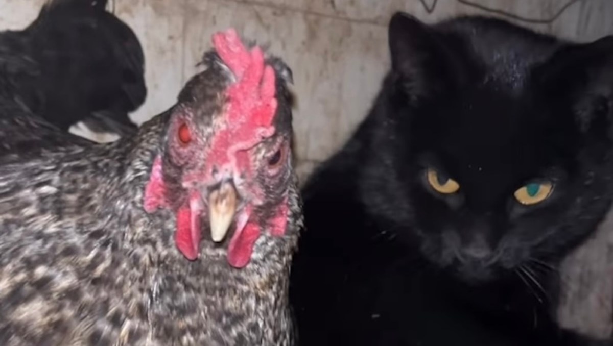 Chickens Step In as Babysitters After Cat Gives Birth in Coop in Viral Video