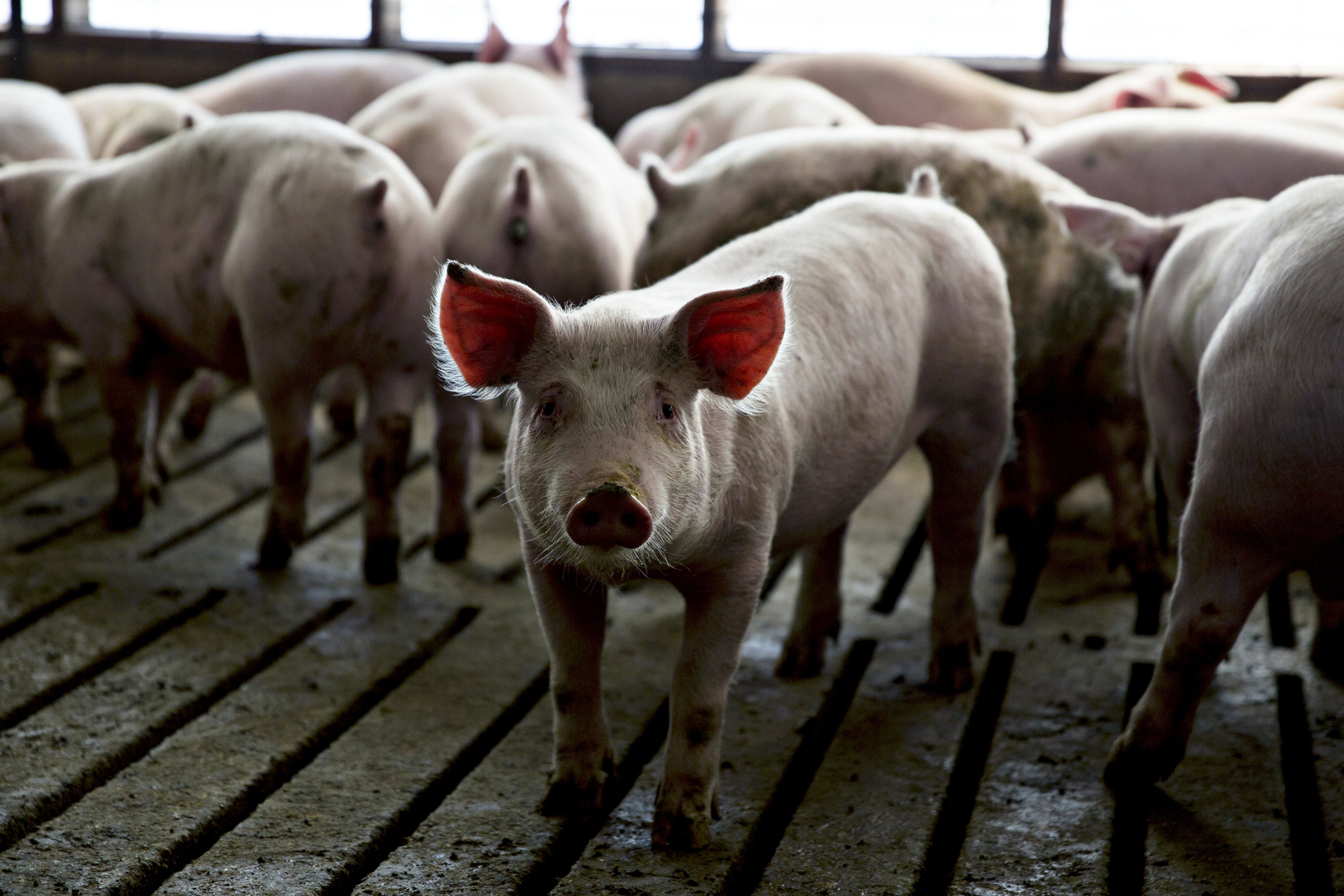 The meat industry is sabotaging one of modern medicine’s greatest miracles