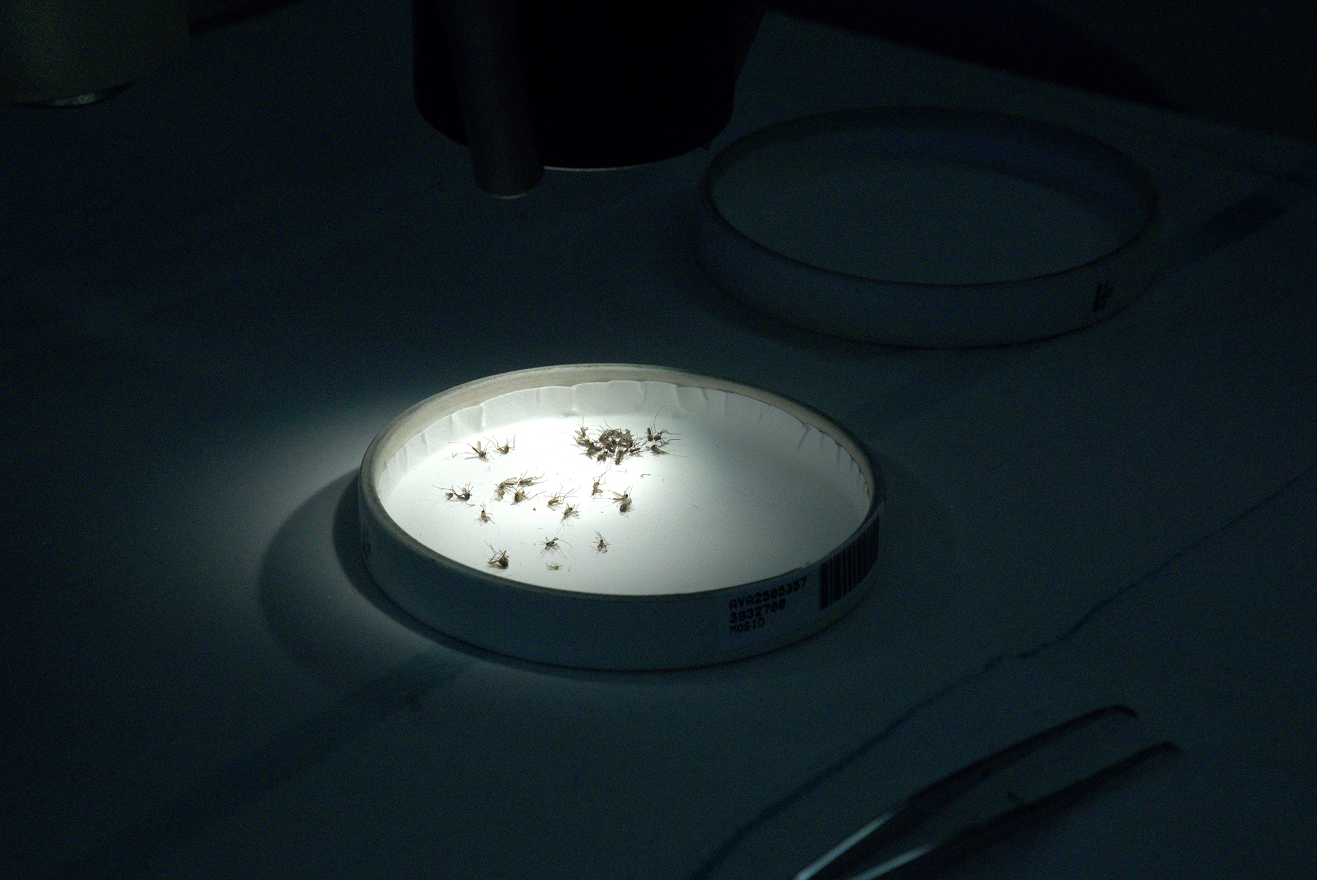 Inside Texas’s grand laboratory of dangerous mosquitoes