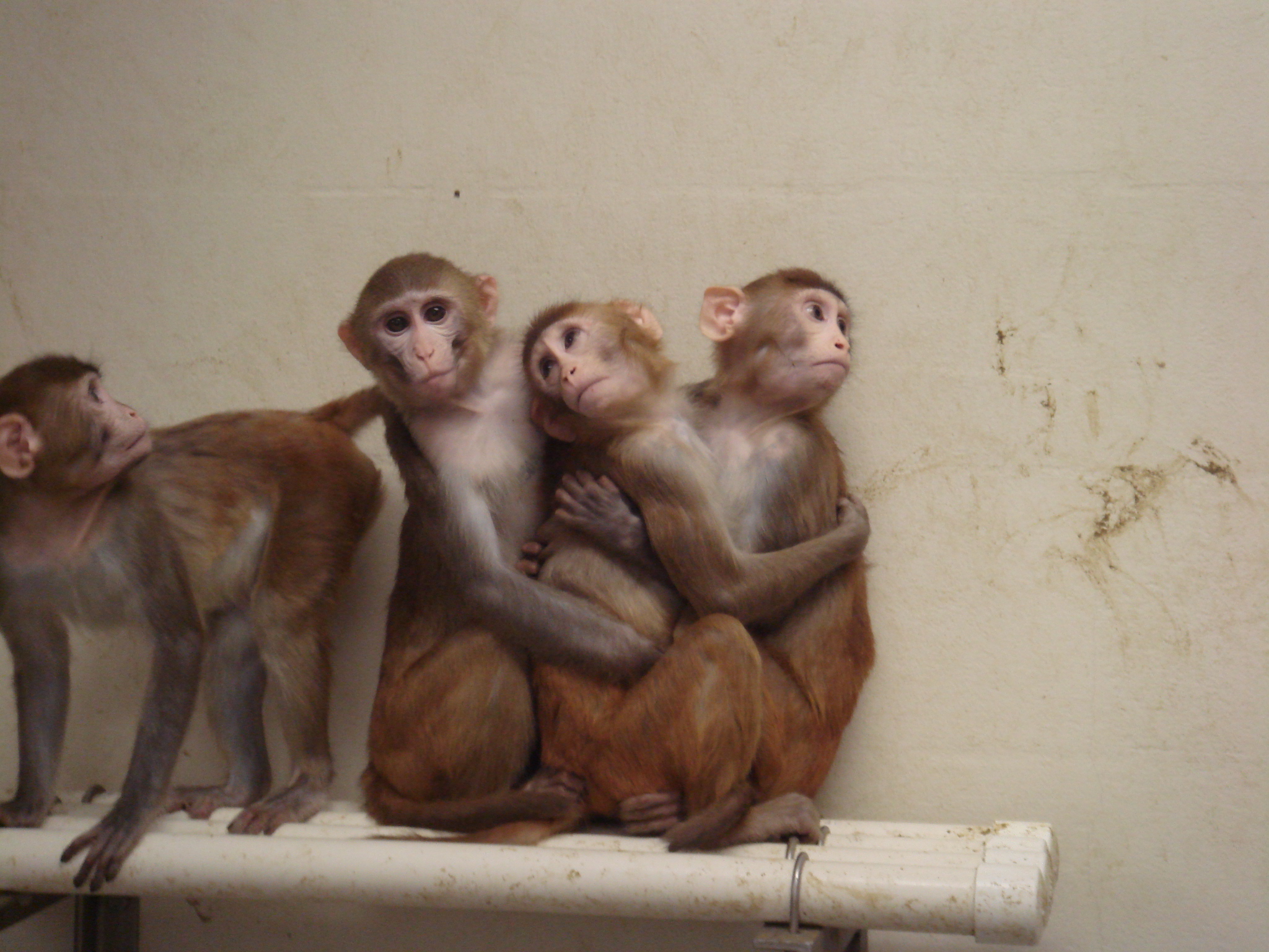 One good thing the Trump administration might actually do for science