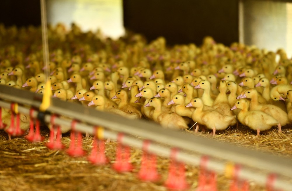 Nearly 500 Ducks Removed From Animal Sanctuary After Overcrowding