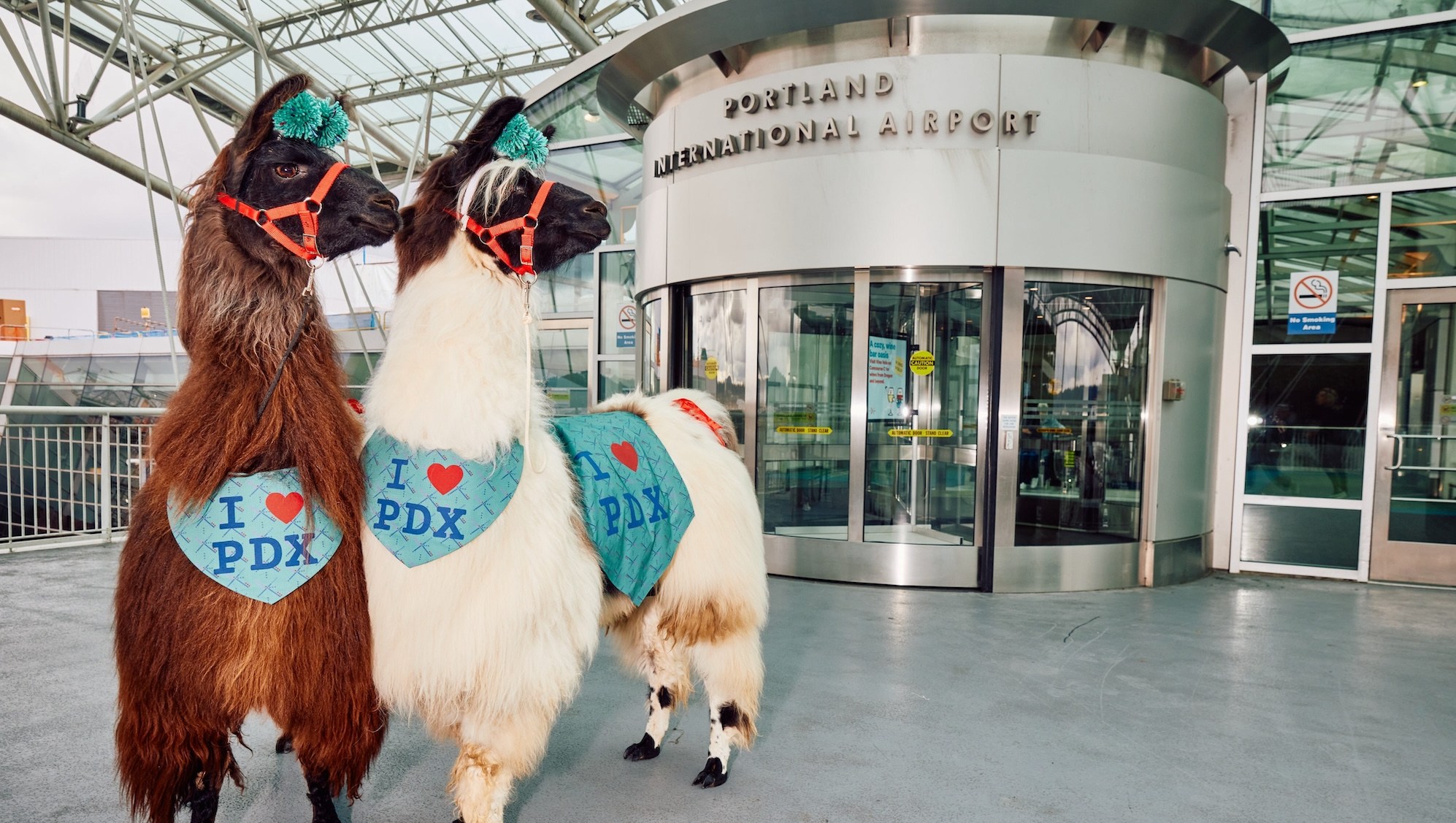 Llamas in Sweaters? Inside Portland Airport’s Therapy Animal Program