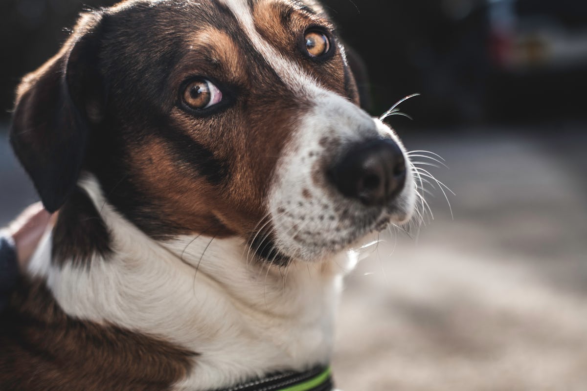 Why Do Dog Farts Smell So Bad? A Vet Answers This Pressing Question