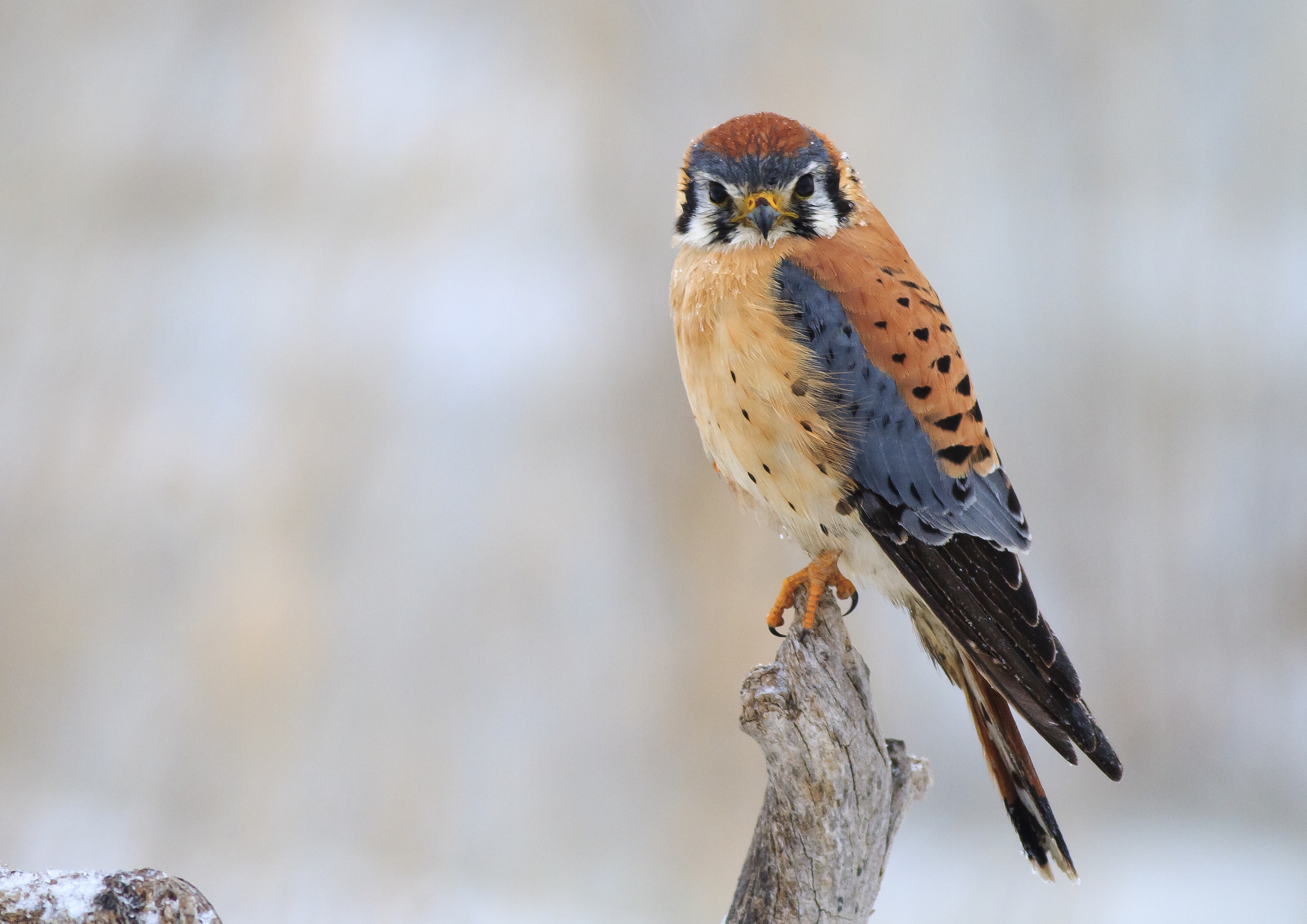 The fascinating link between cherry pie and this bird