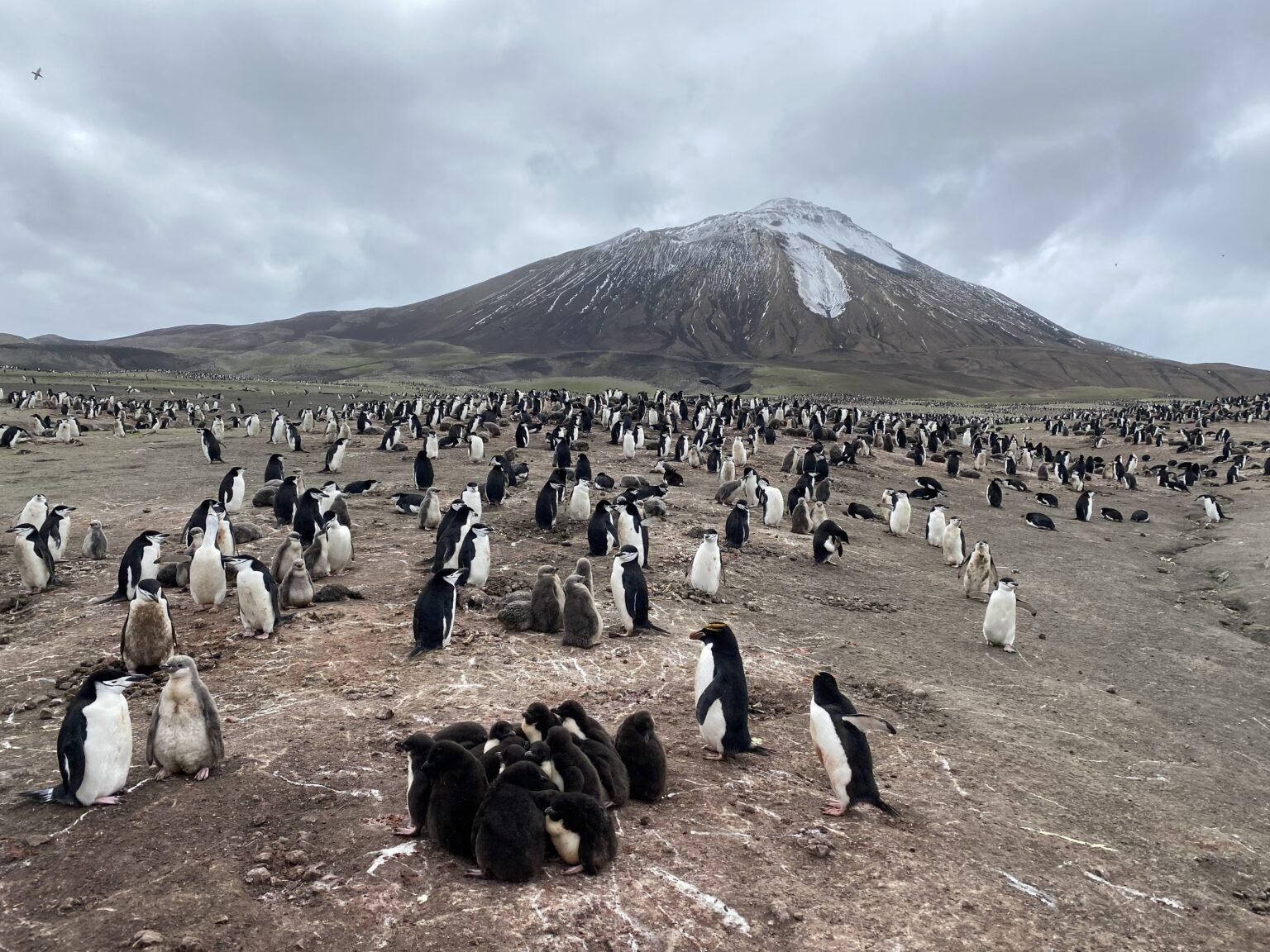 Antarctica’s penguins are sending us a distress signal