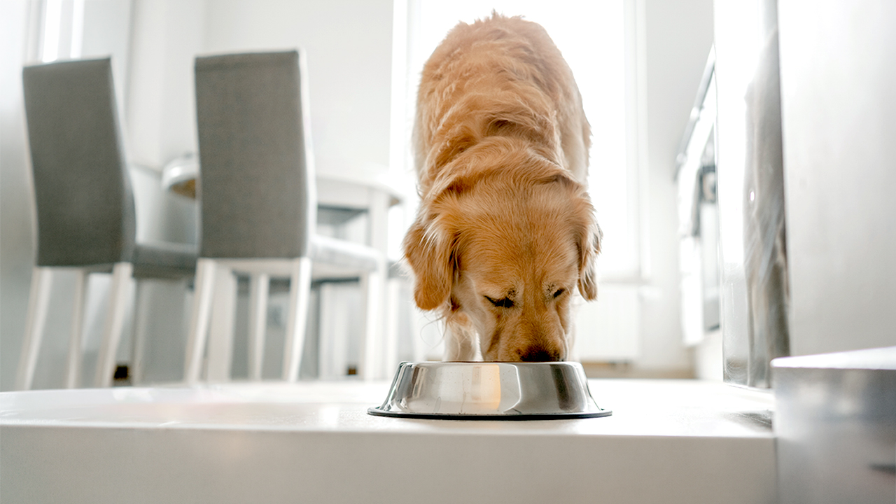 Pet food sold nationwide recalled over salmonella risk