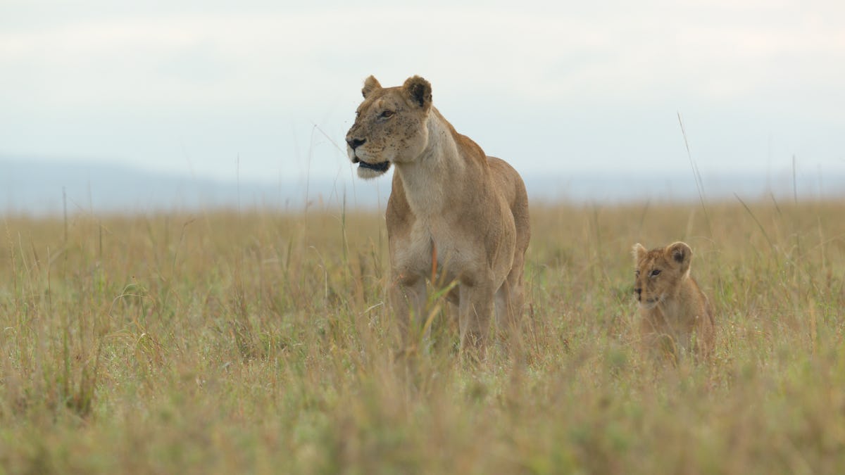 'LION': Meet Kio, The Cub At The Heart Of National Geographic's New Docuseries