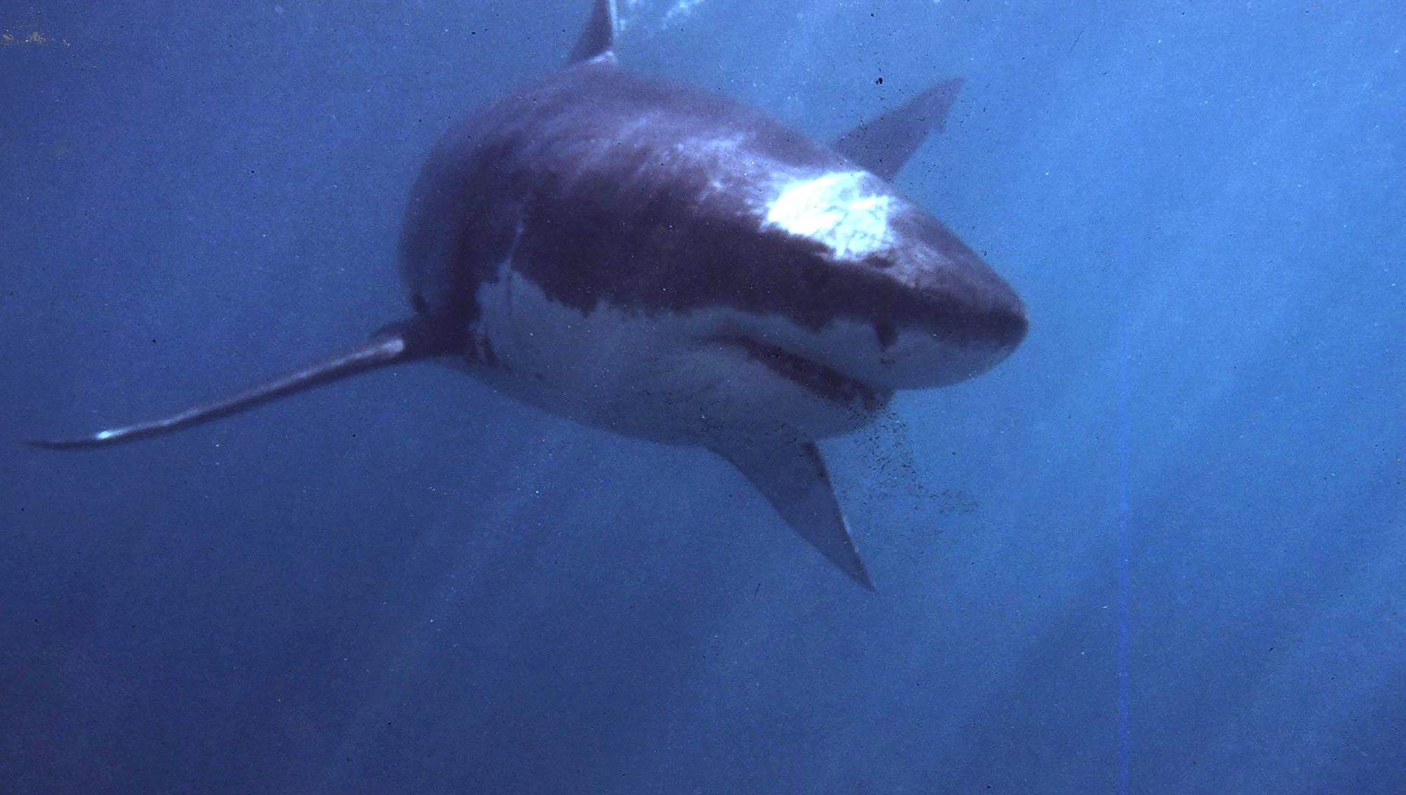 Man Who Captured, Dragged Great White Shark Is Charged With Animal Cruelty