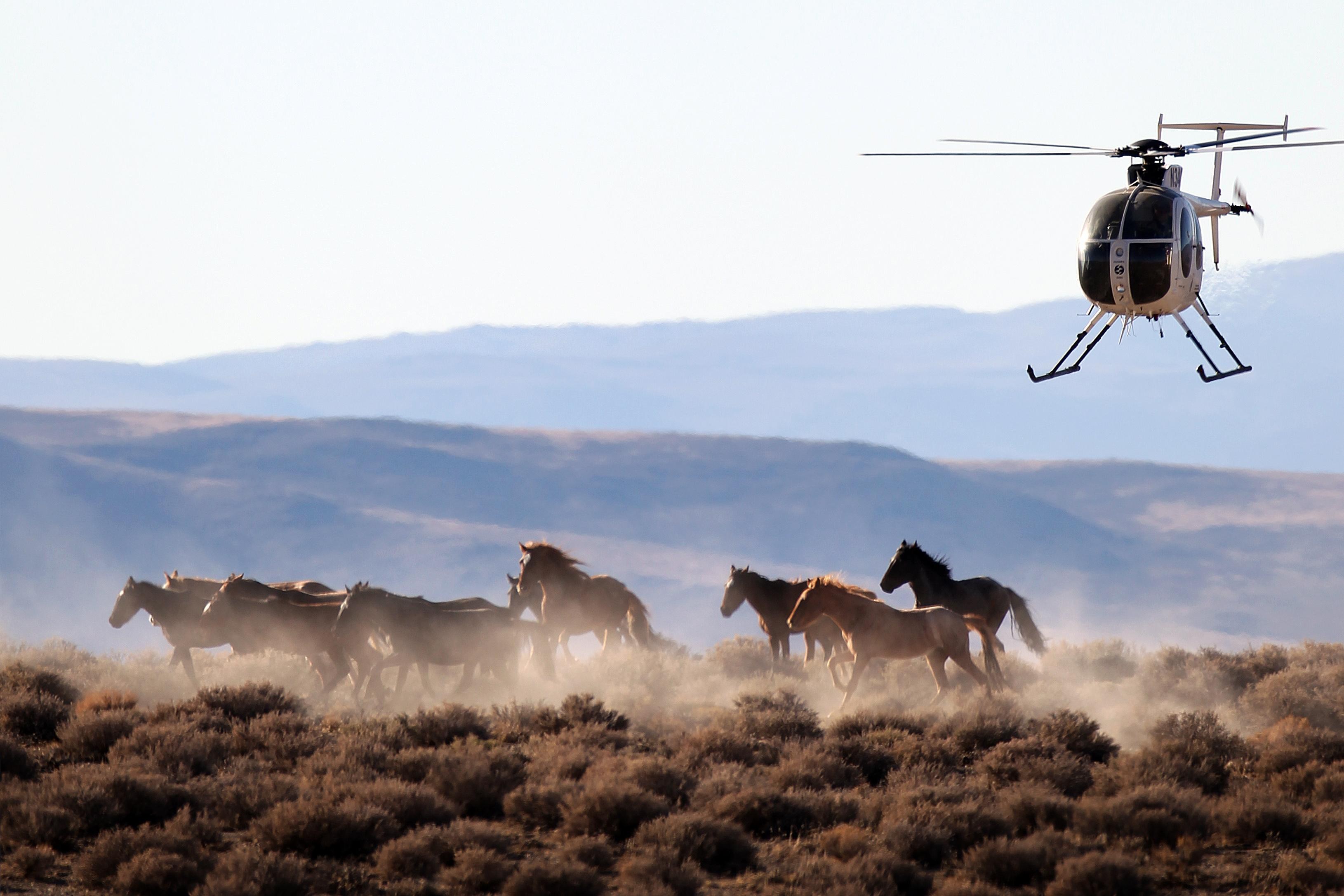 The biggest advocate for slaughtering America’s wild horses might surprise you
