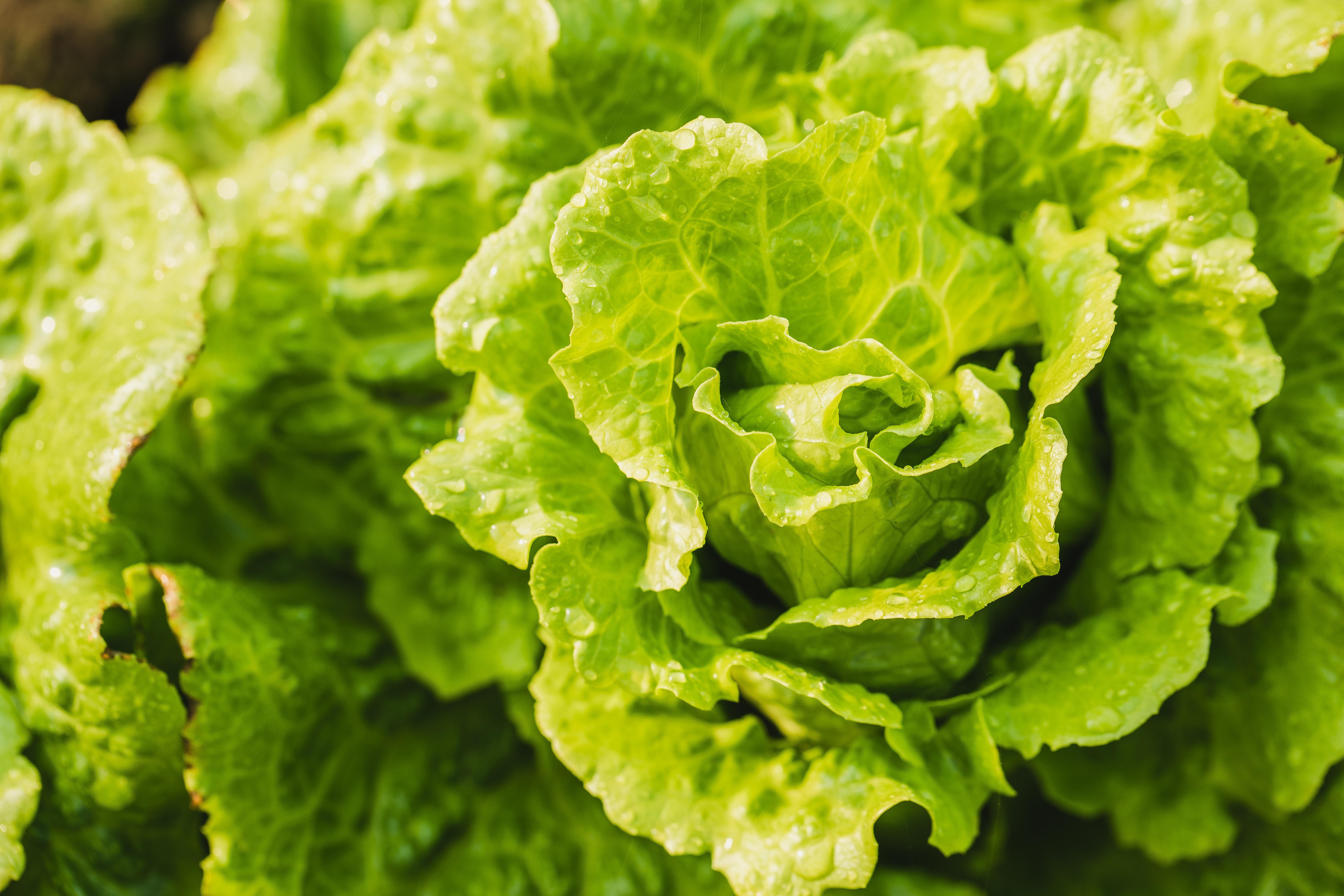 So is the lettuce bad or not?