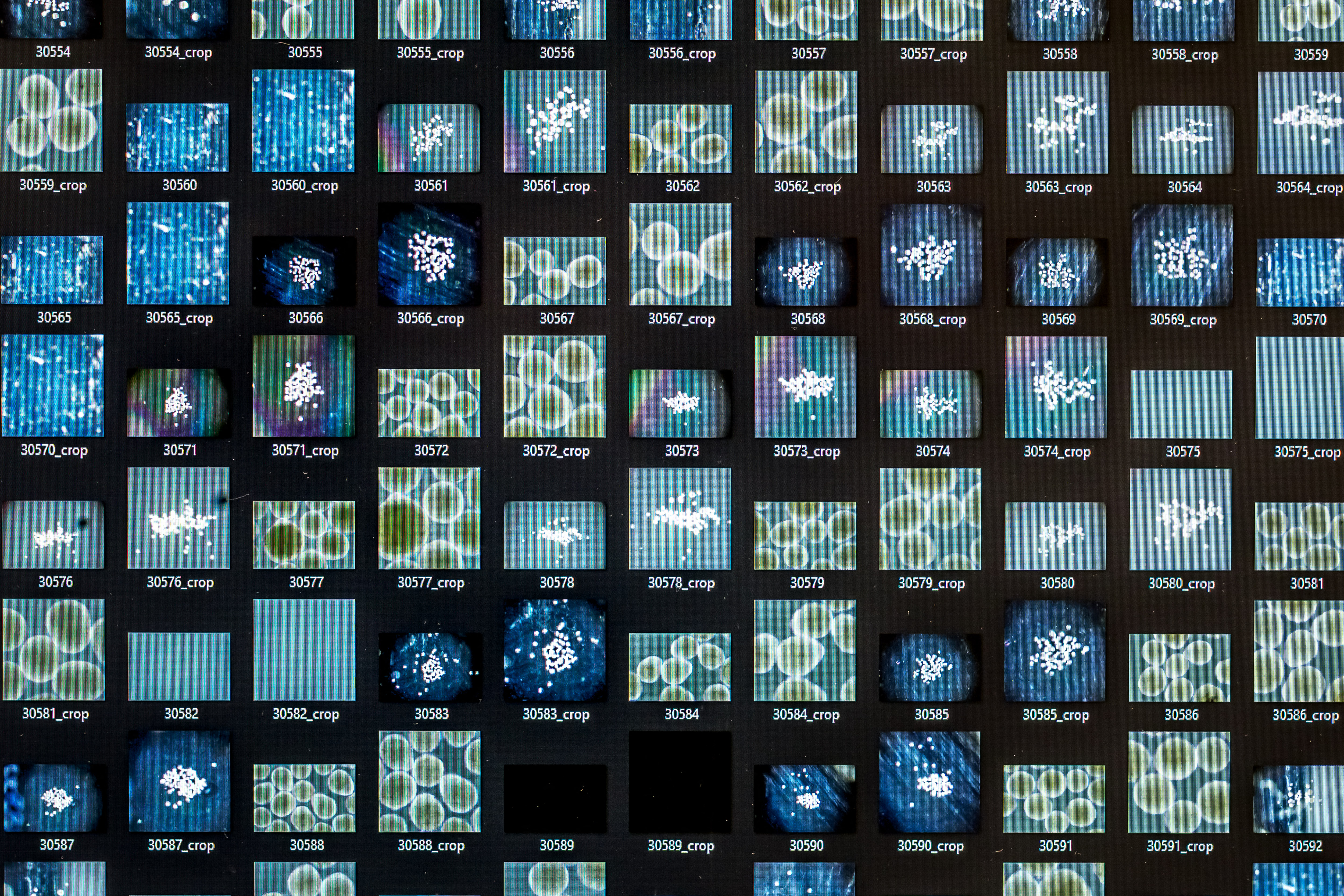 The challenge of creating brains in a lab