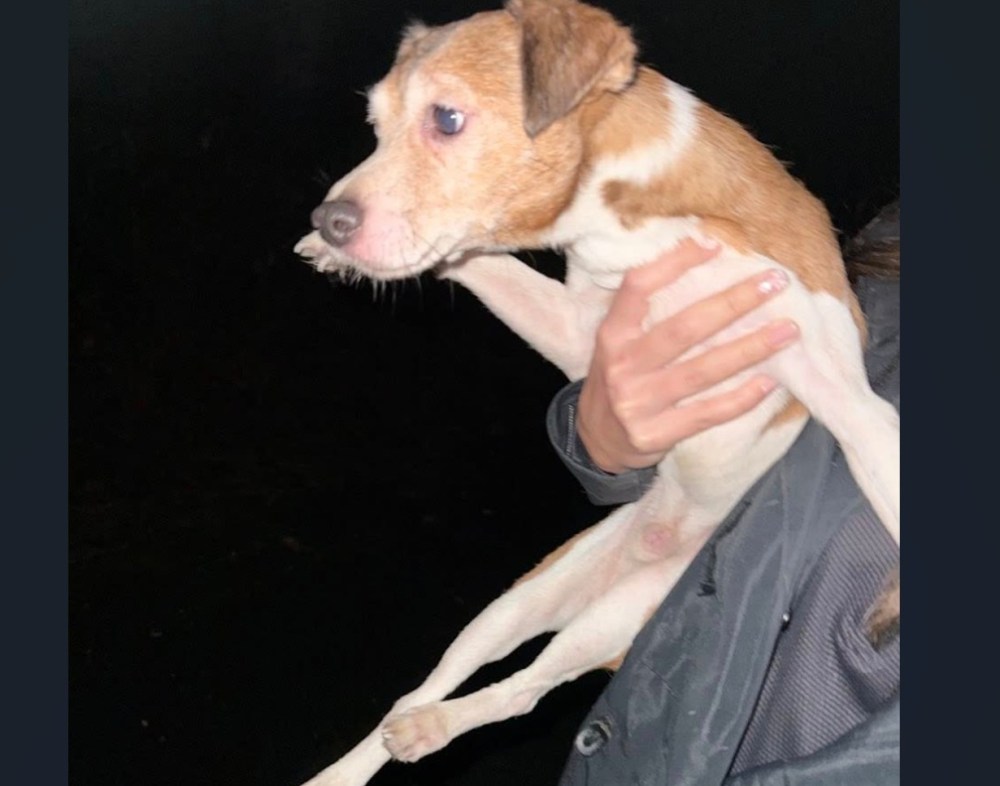 3 Arrested in New Jersey for Dumping Dozens of Dogs in Different Towns