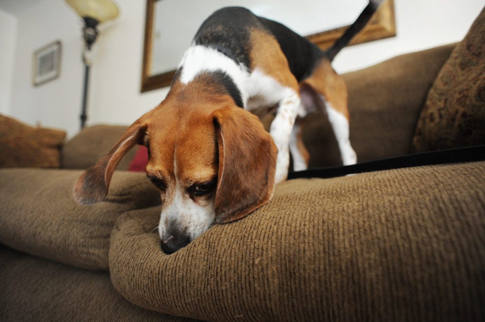 Mold Detection Dogs Are a Secret Weapon Against Hidden Mold in the Home