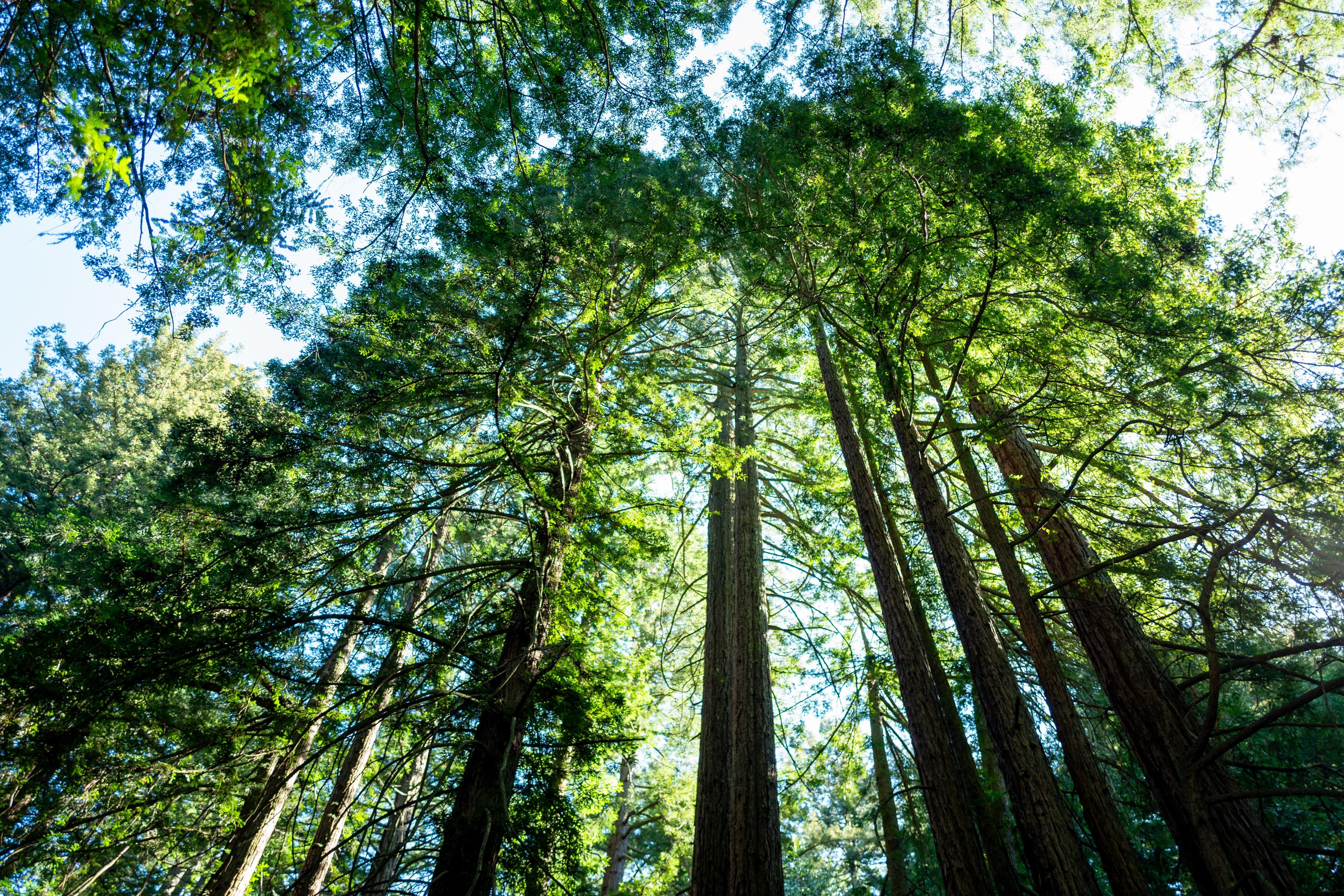America’s tallest, most spectacular trees are getting…heat stroke?