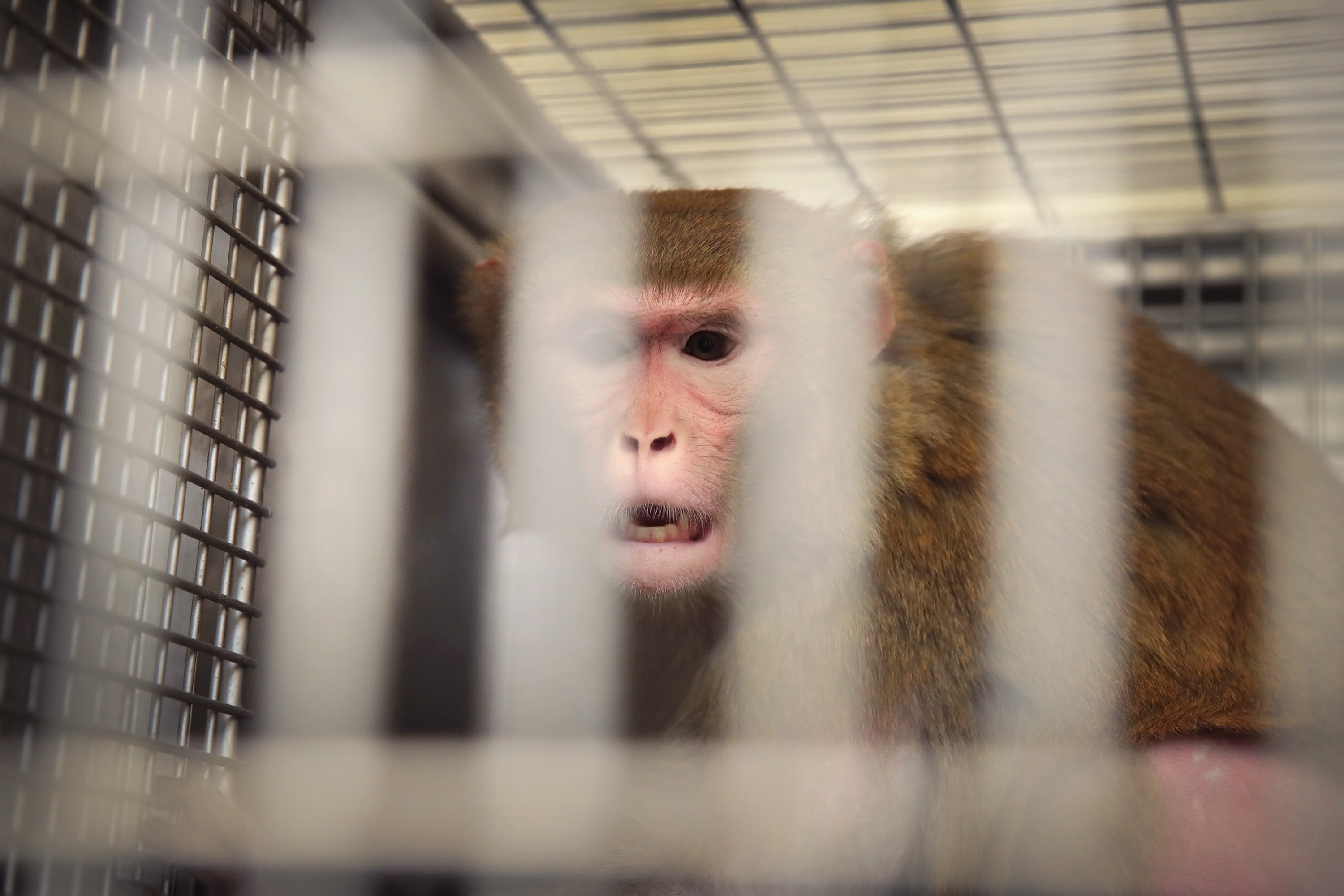 Animal abusers are getting off easy