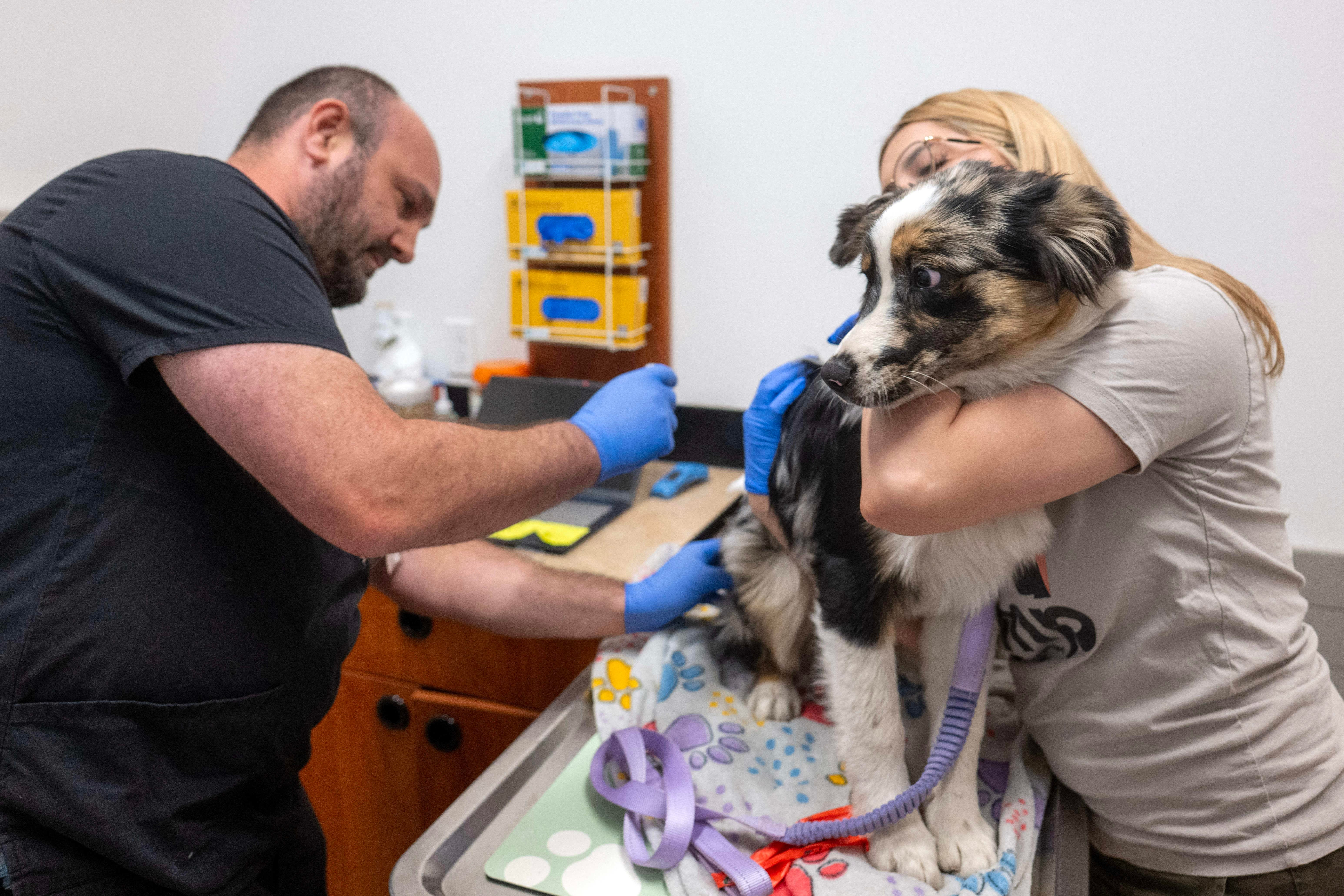 The company behind Skittles might be to blame for your big vet bills