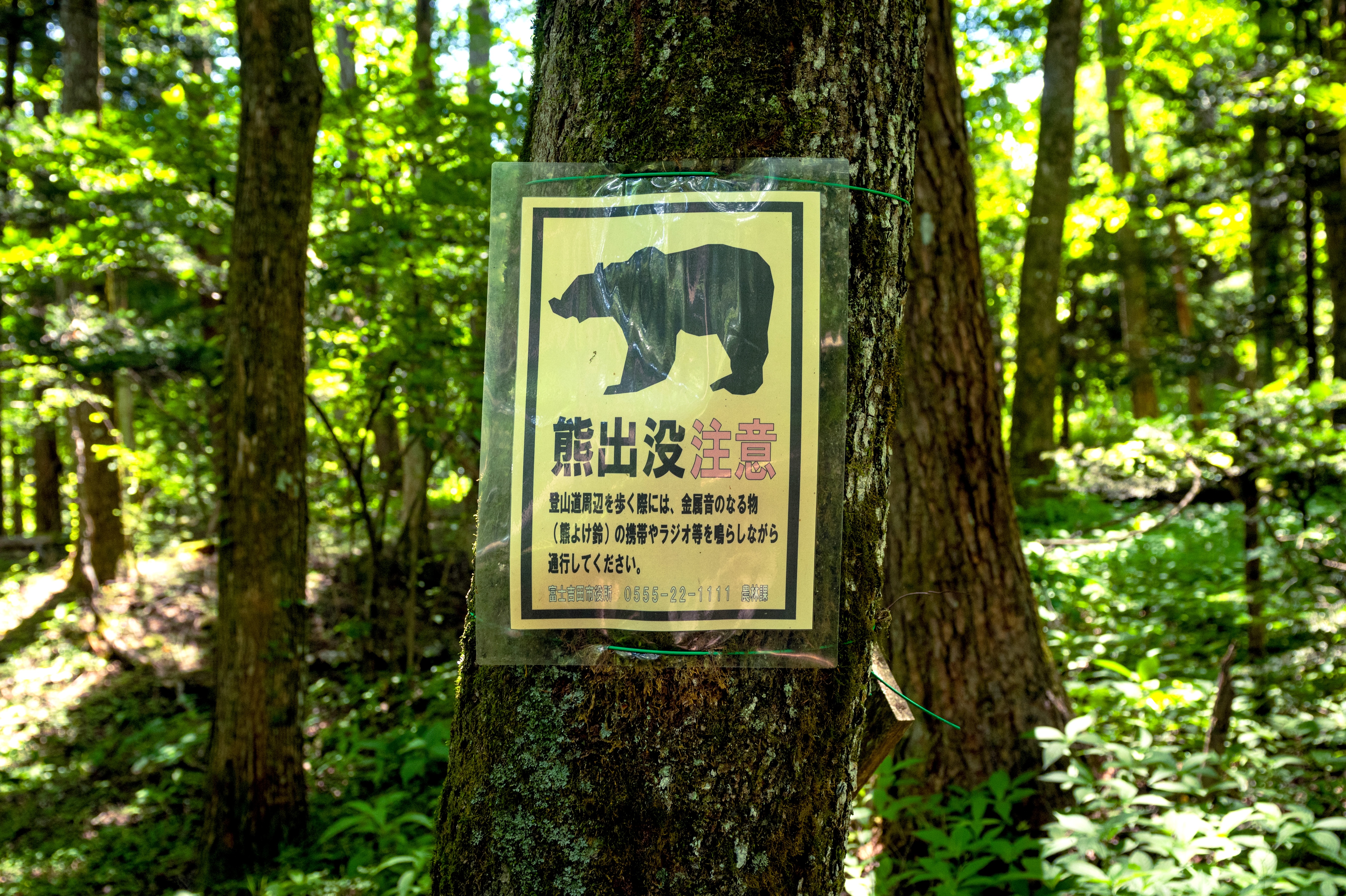 The strange reason why bears are attacking people in Japan