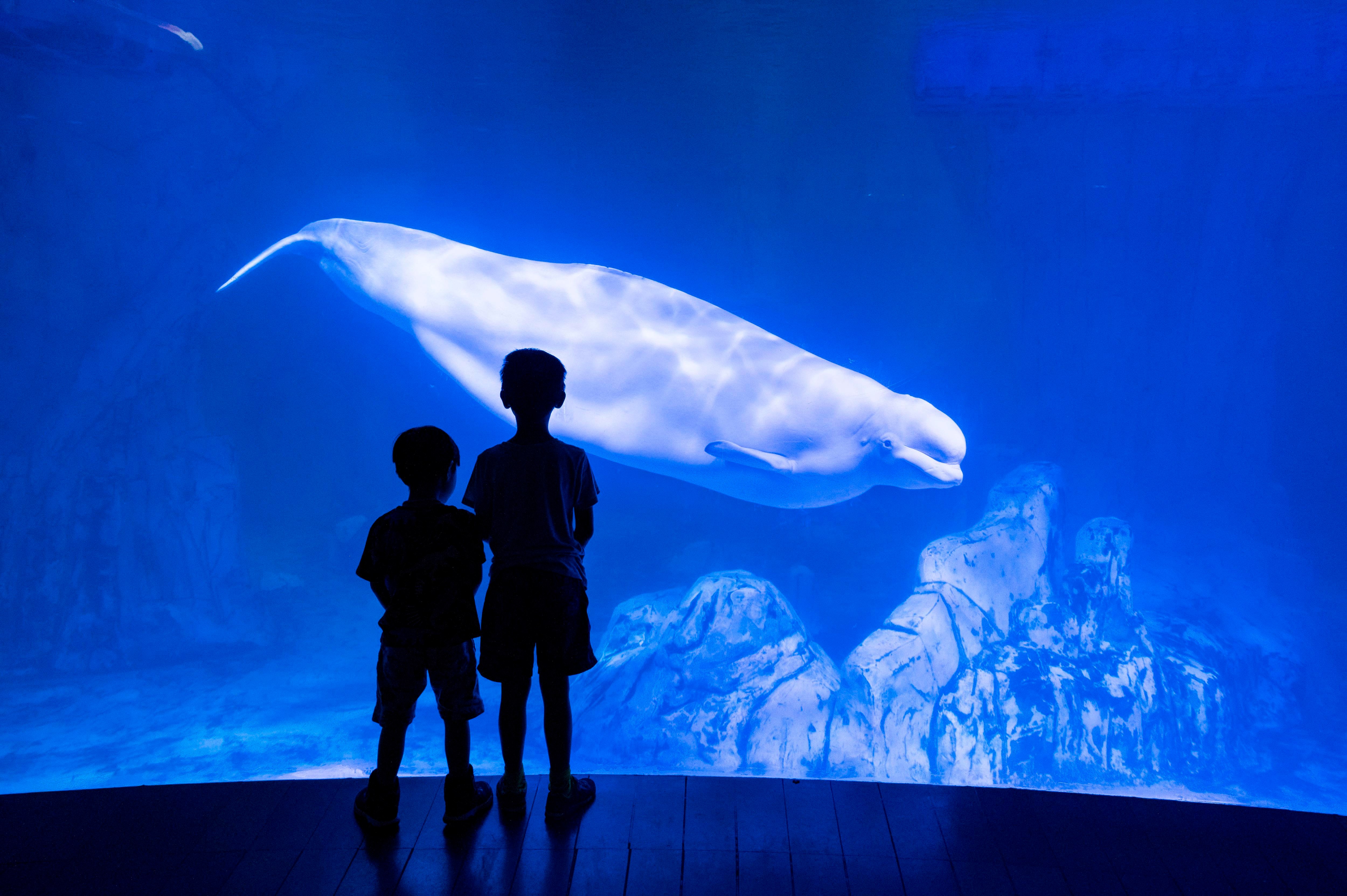 The uncomfortable truth about aquariums
