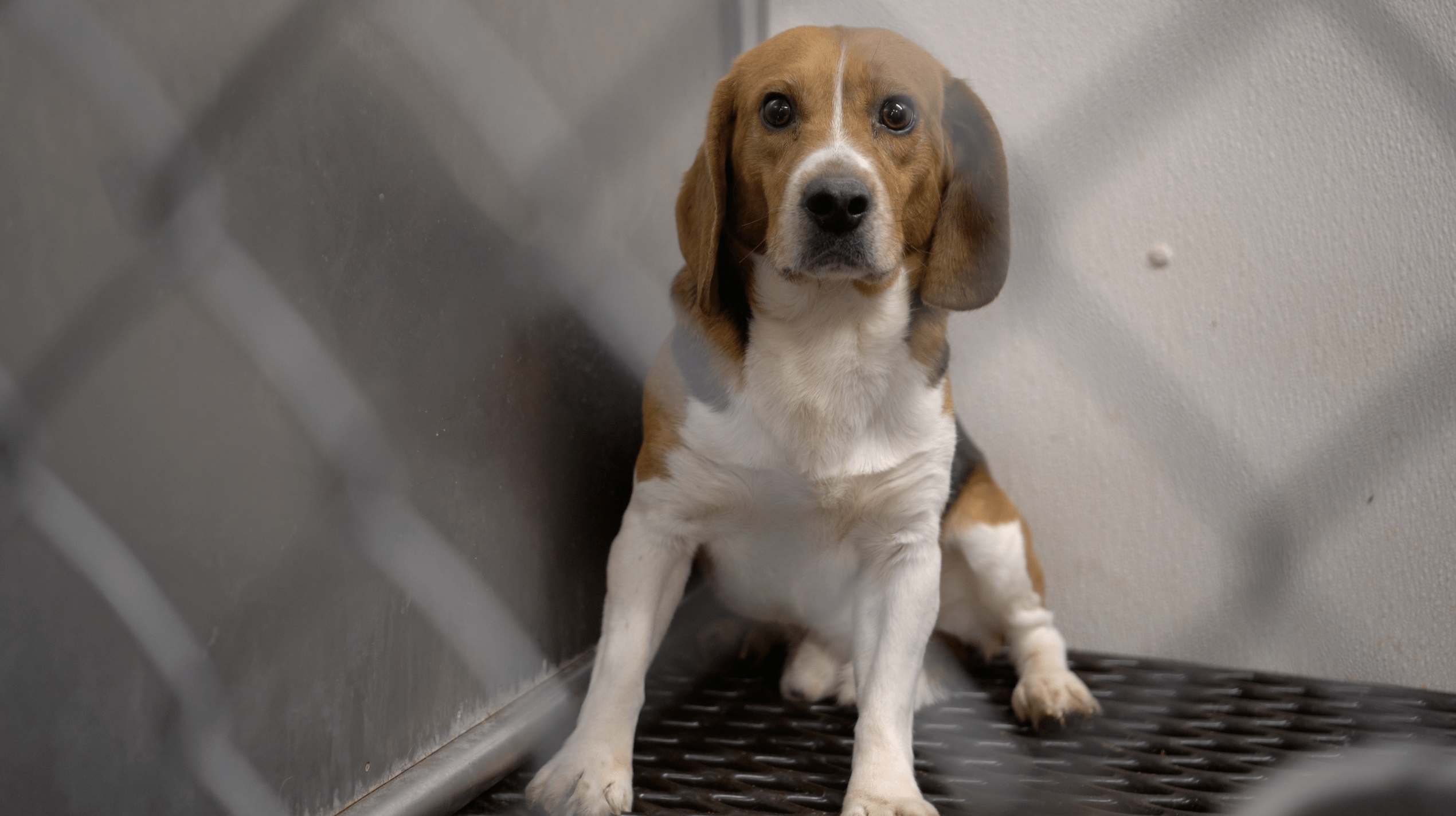 Can dogs be considered “persons” under the law ?