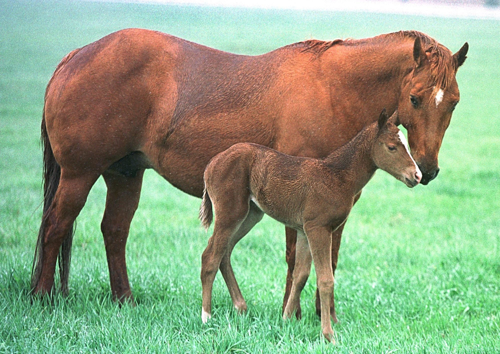 Grieving Horse Camy Steps In as Nurse Mom to Orphaned Colt Arlo