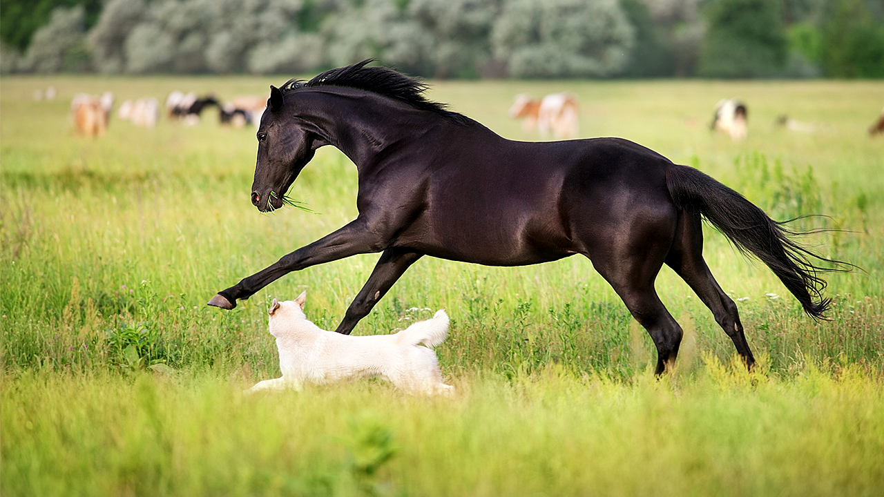Recall issued for dog and horse medication after glass fiber found in vials