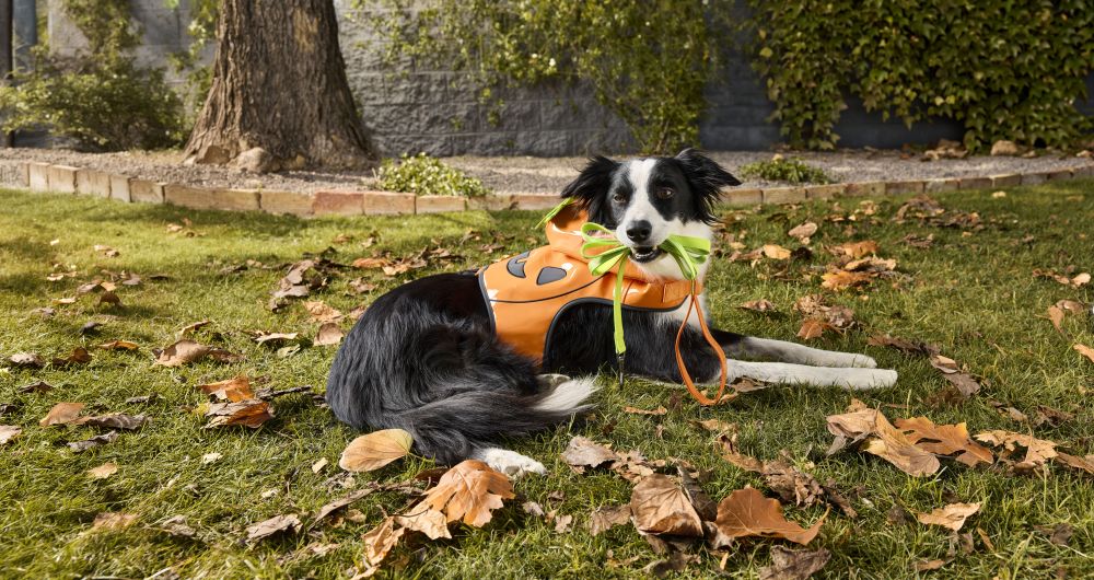 Spooky-Cute Halloween Costumes for Pets — From $10