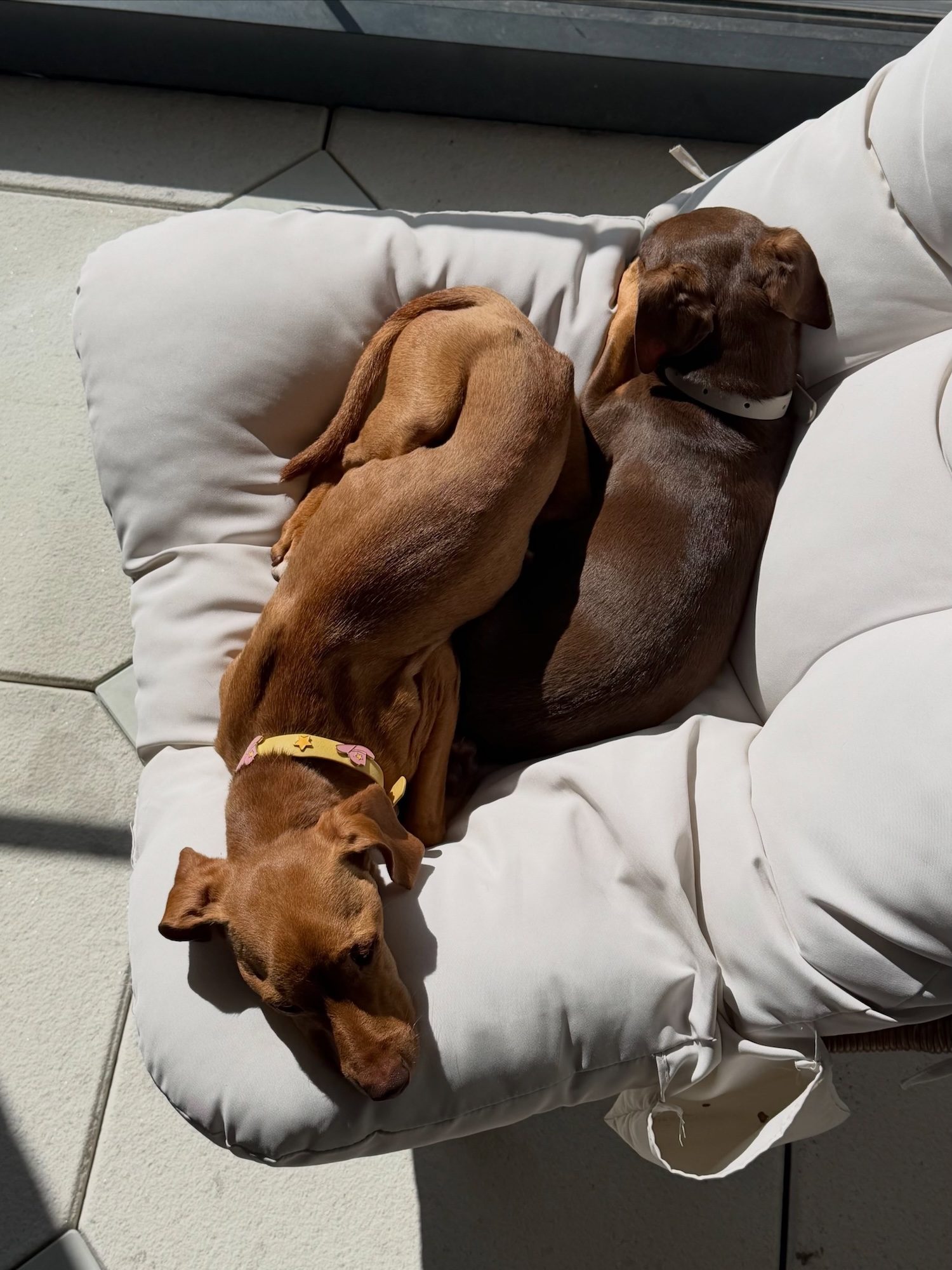 Amanda Batula Claims Kyle Cooke Doesn't Want Their Dogs After Split