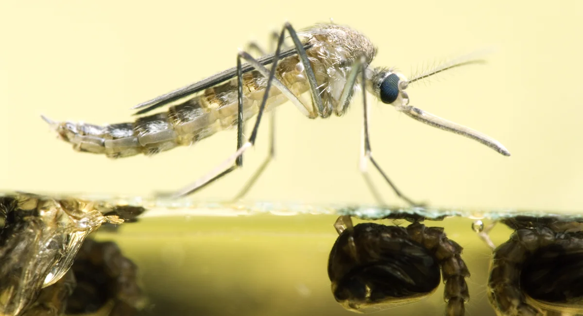 West Nile Virus Cases Surge in New York City in 2026