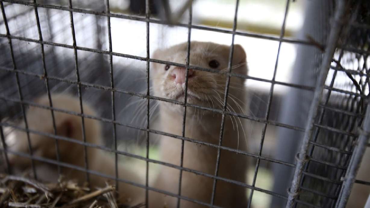 Utah's Response to Mink Farm Bird Flu Outbreak Under Scrutiny